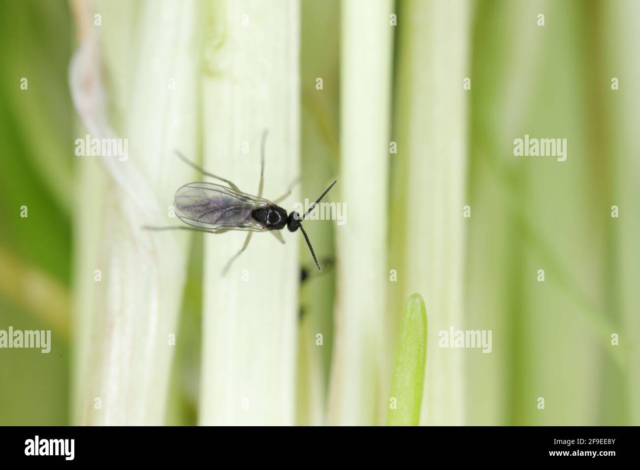 adult of Darkwinged fungus gnat, Sciaridae on the soil. These are