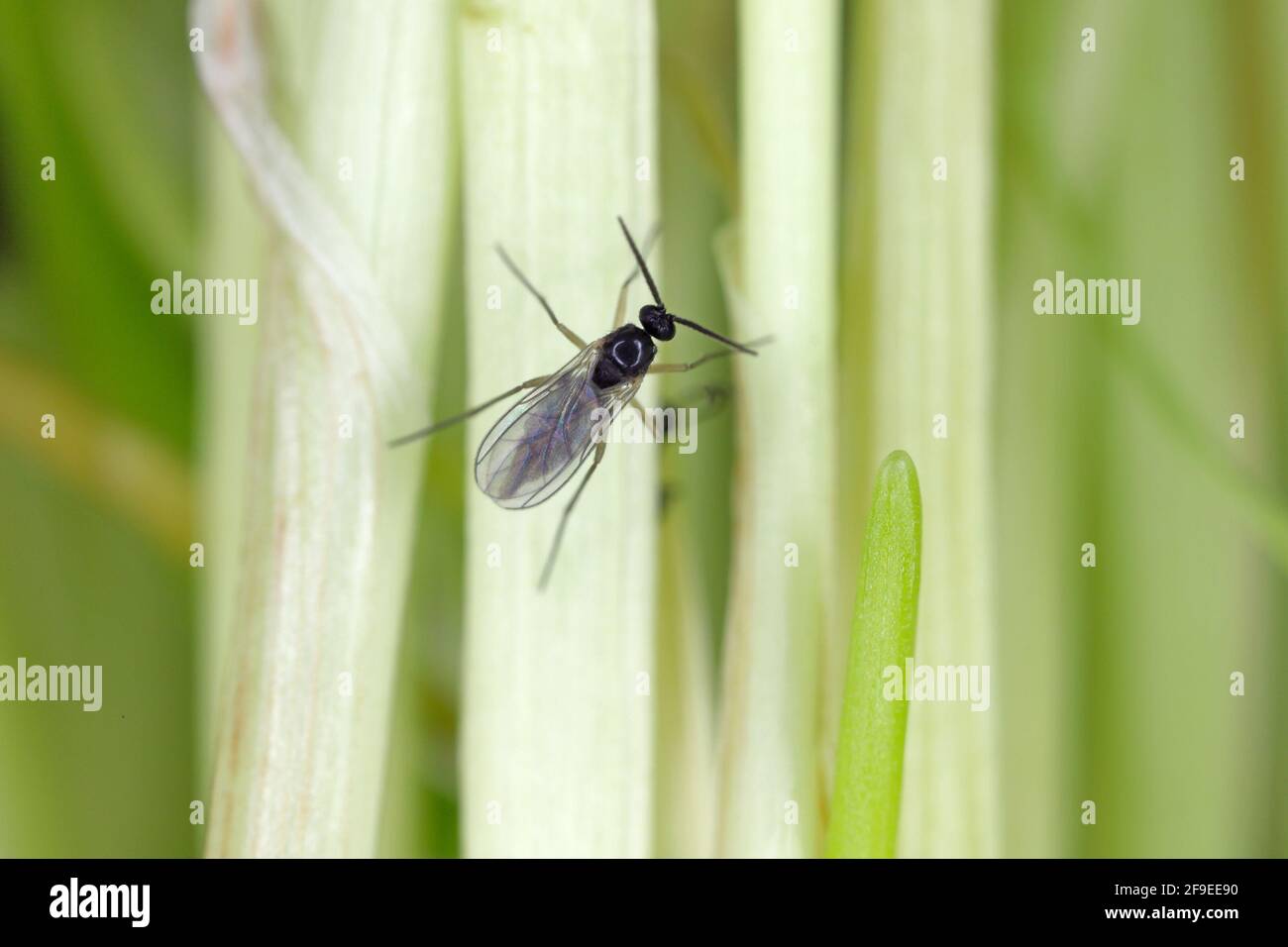 adult of Dark-winged fungus gnat, Sciaridae on the soil. These are common  pests that damage plant roots Stock Photo - Alamy