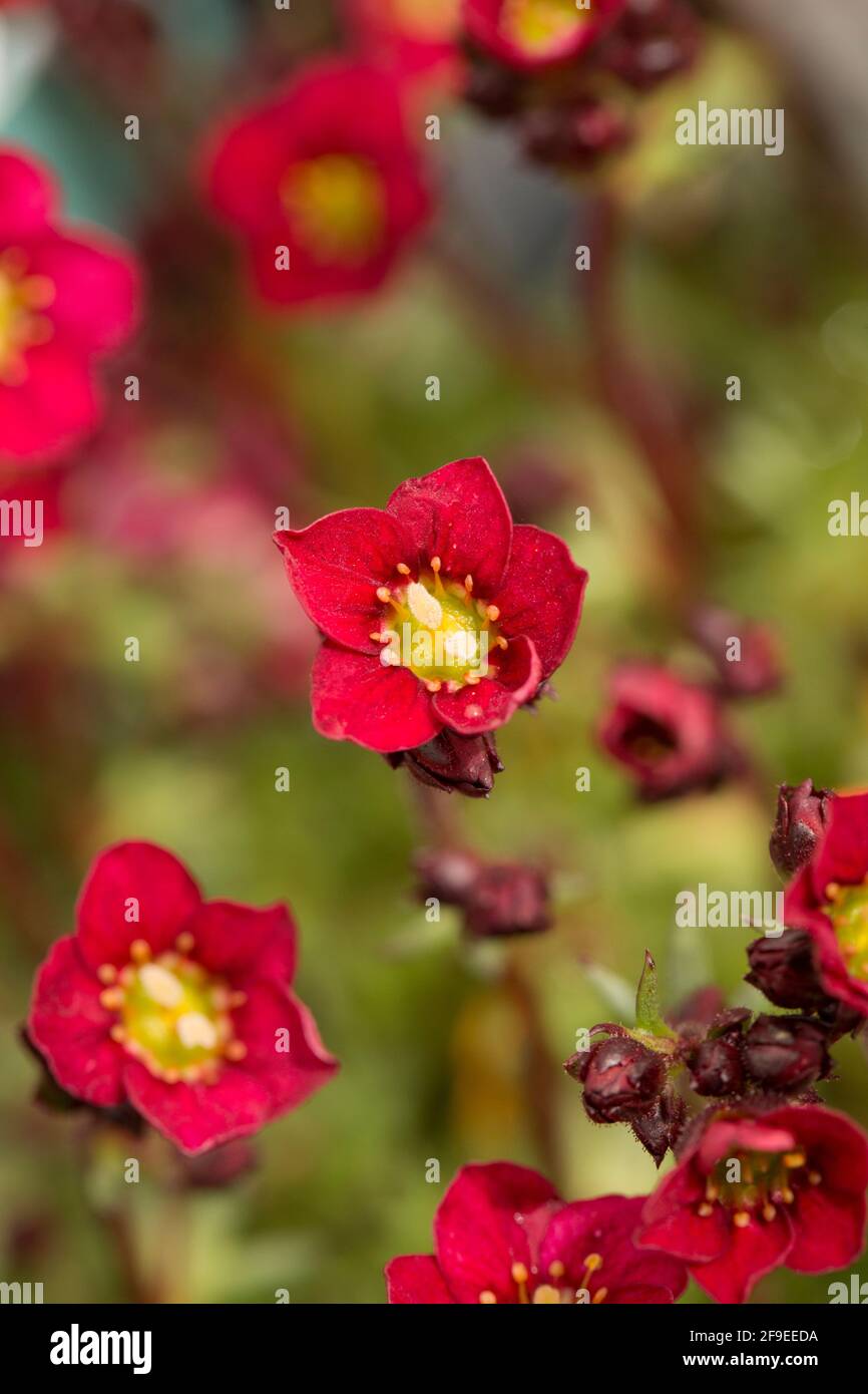 A flowering example of Saxifraga Saxony Red on display at a garden centre in early April. England UK GB Stock Photo