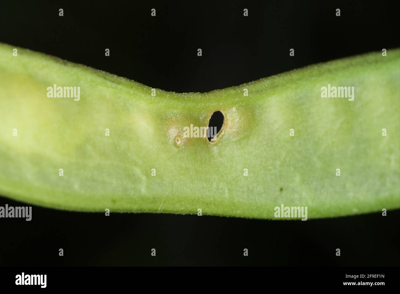 Damaged pea pod by Tychius quinquepunctatus is a family beetle Curculionidae Weevils. It is pest of pea and other crops. Stock Photo
