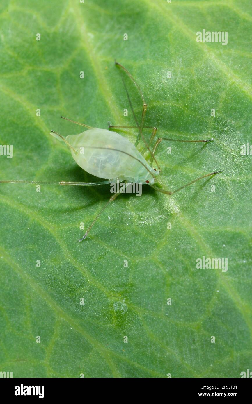 Clover louse hi-res stock photography and images - Alamy
