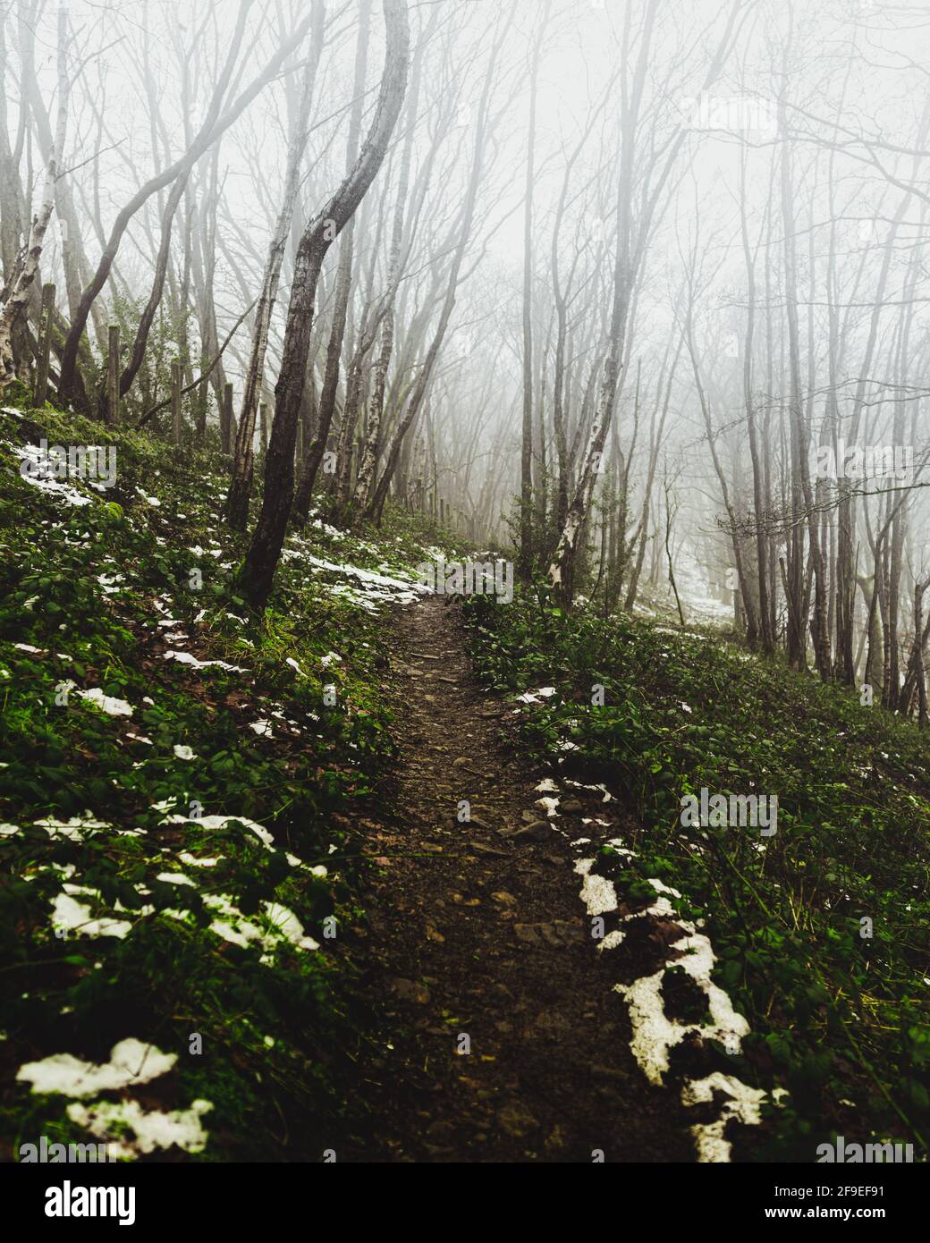 Melting snow pathway through the misty forest Stock Photo