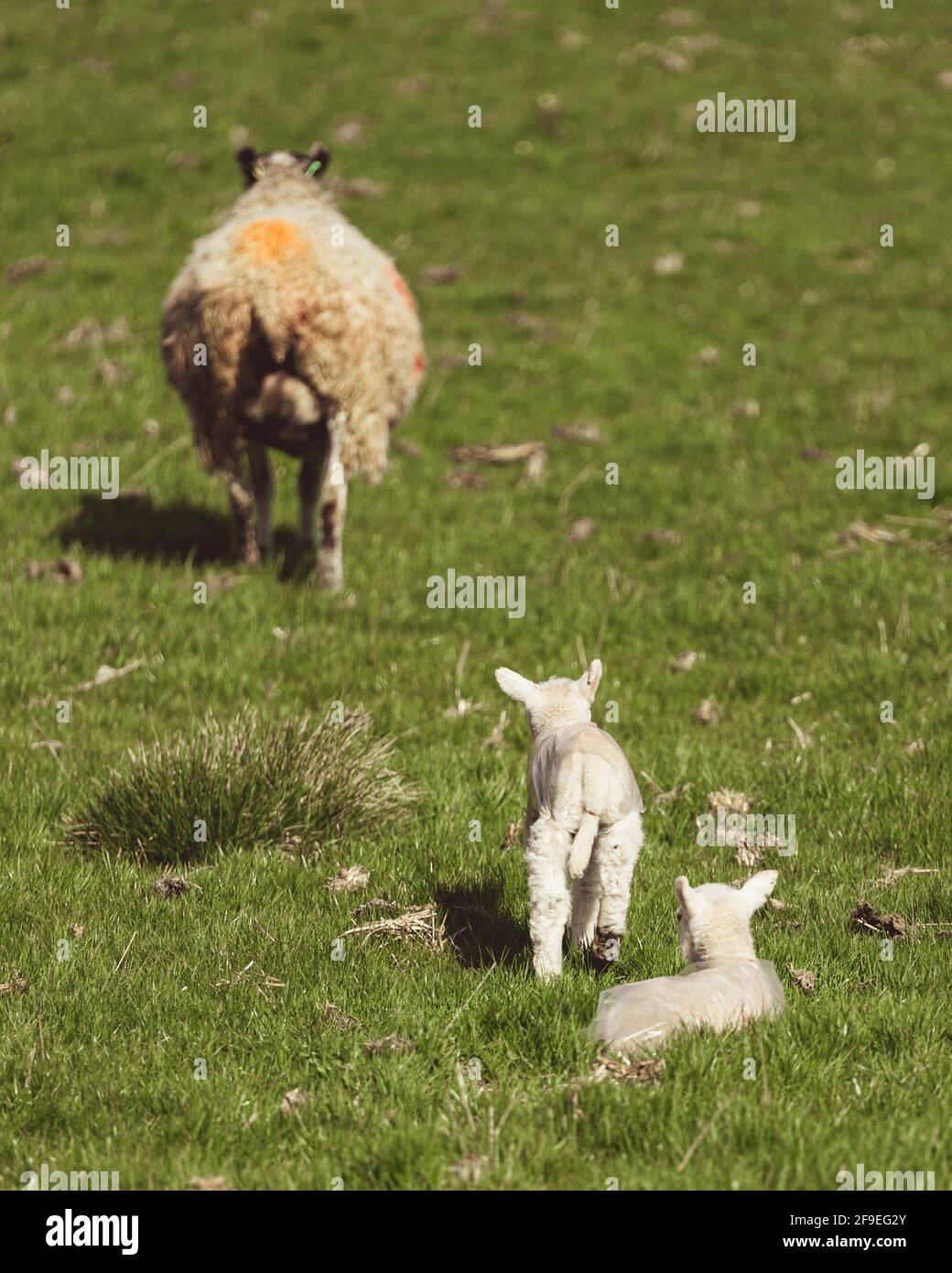 two baby lambs with their mother in a field enjoying the sunshine Stock ...