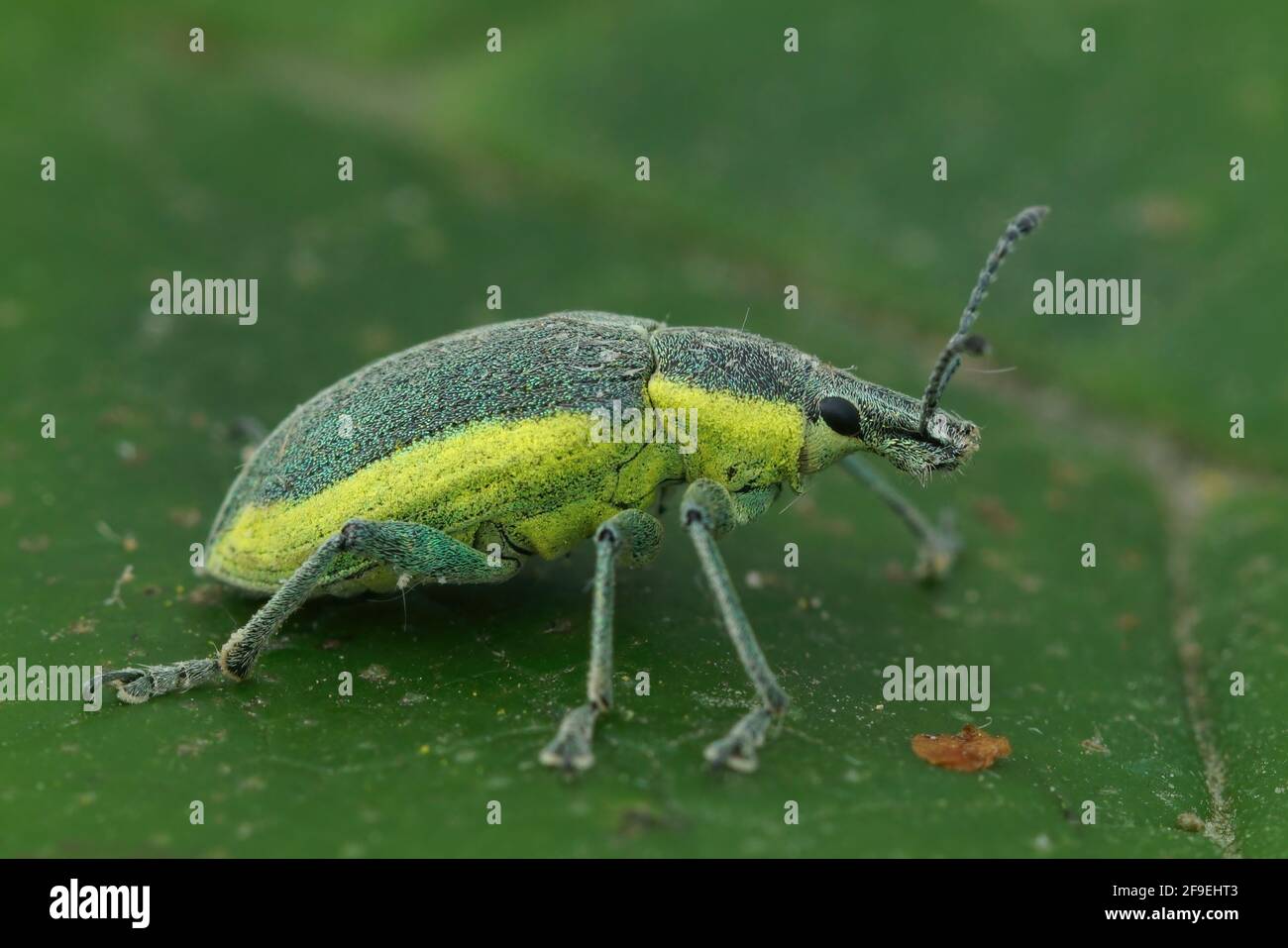 A closeup shot of a green-colored weevil on a green leaf, Chlorophanus viridis Stock Photo