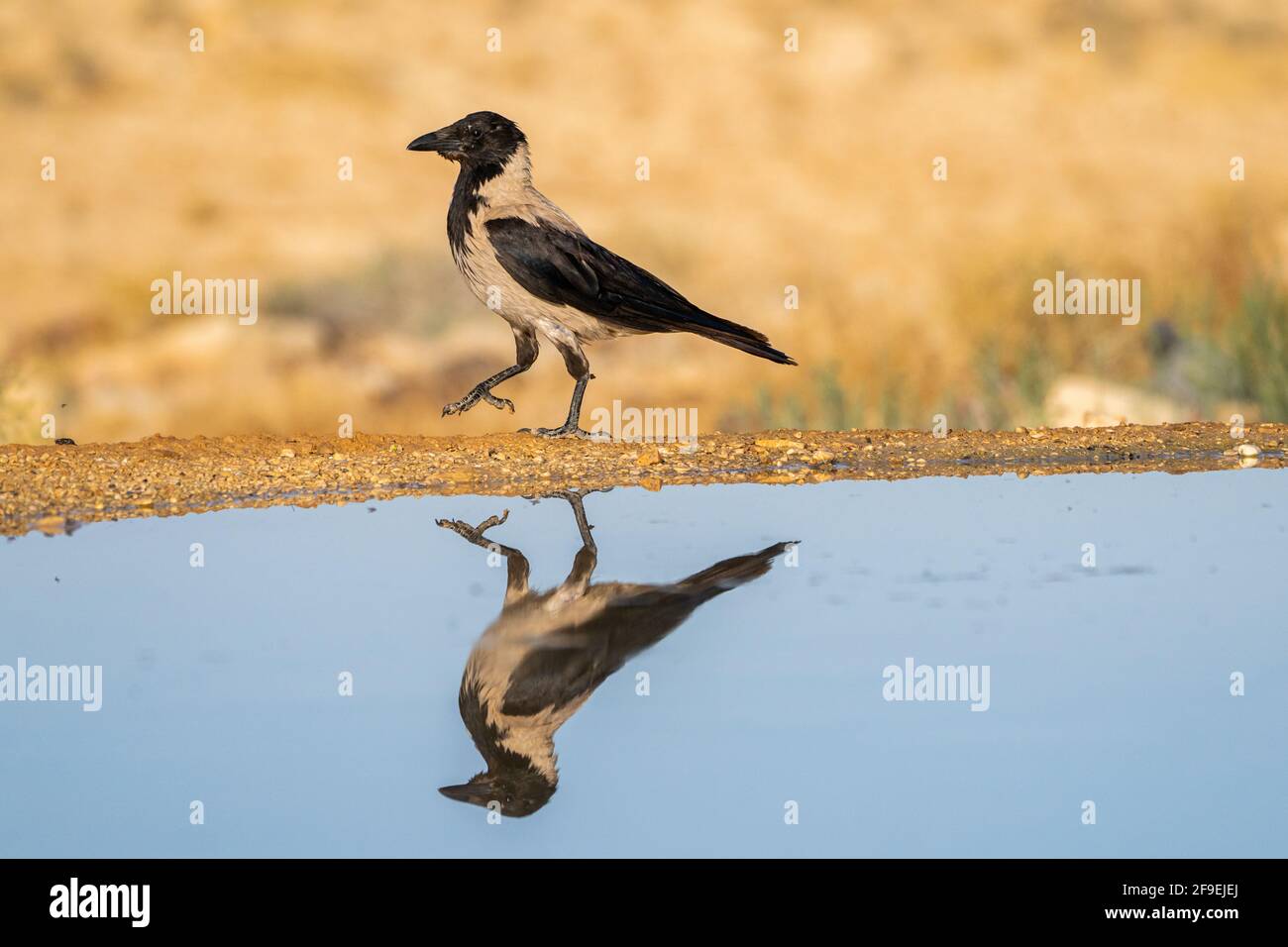 Hooded crow (Corvus cornix) near water The hooded crow is a widespread bird found throughout much of Europe and the Middle East. It is an omnivorous s Stock Photo