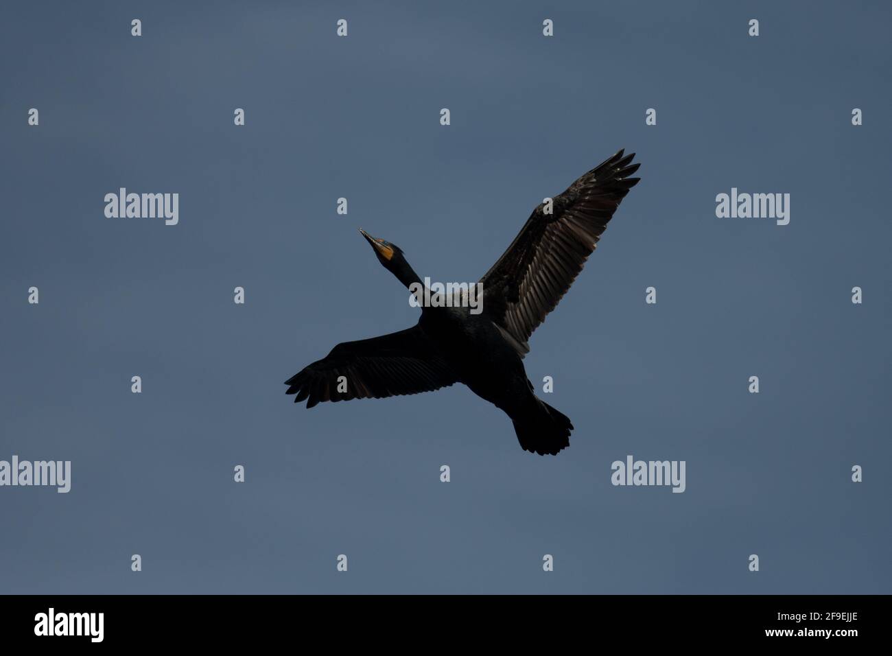 DoubleCrested Cormorant flying across the blue skies over a park in