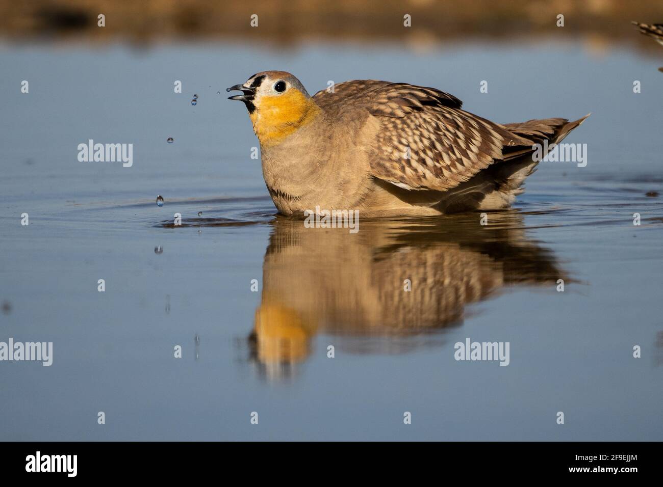 Crowned Sandgrouse (Pterocles coronatus) Near a water pool Photographed in the Negev Desert, israel in June Stock Photo