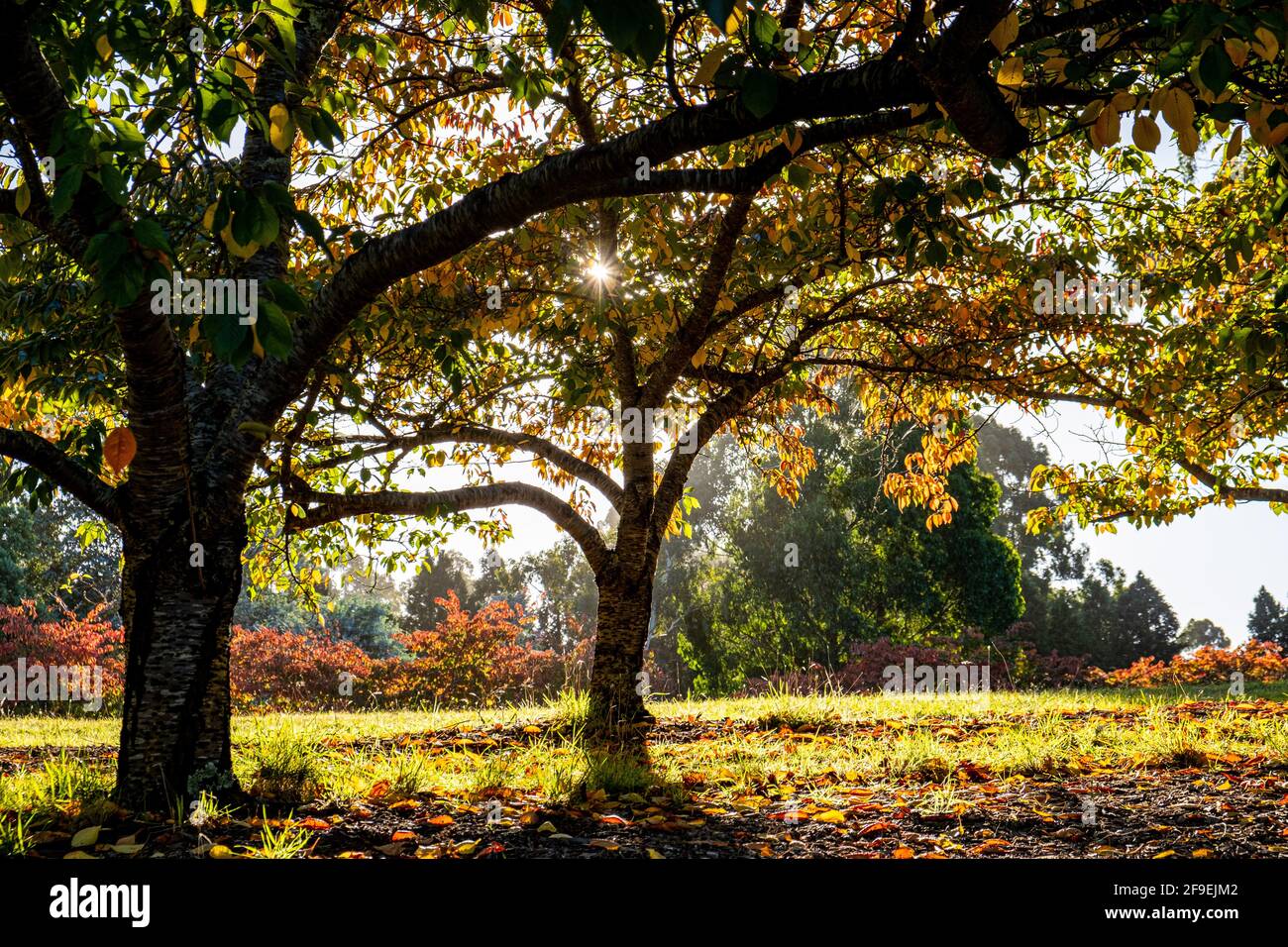 Yellow autumn trees in sun hi-res stock photography and images - Alamy