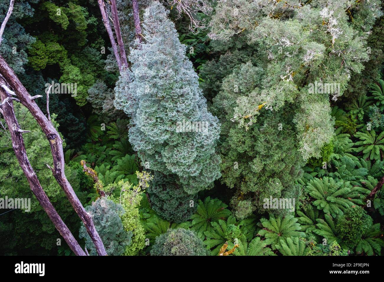 Lush green trees and ferns in Australian rainforest Stock Photo