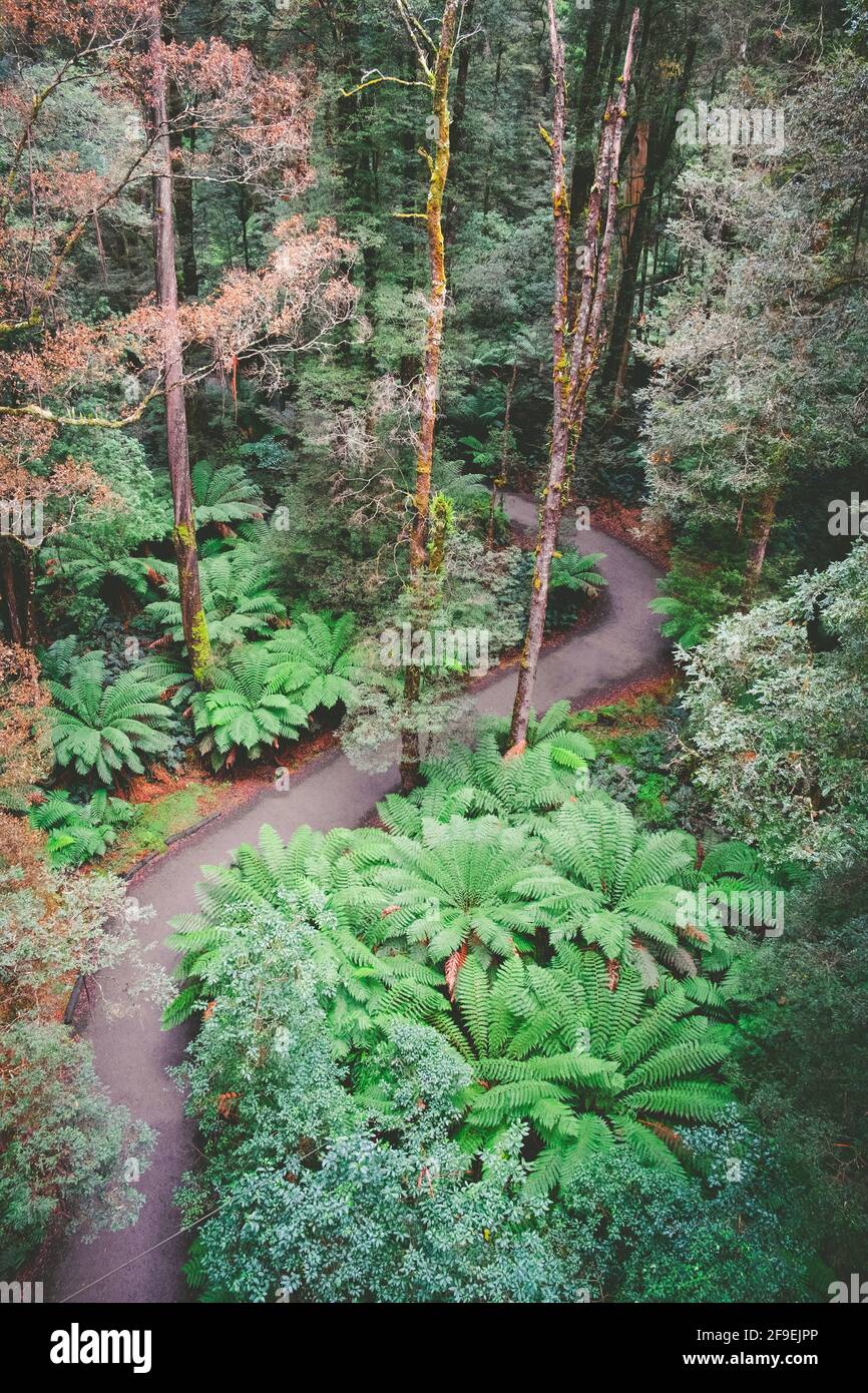 Winding footpath through beautiful rainforest with tall trees and ferns in Victoria, Australia Stock Photo