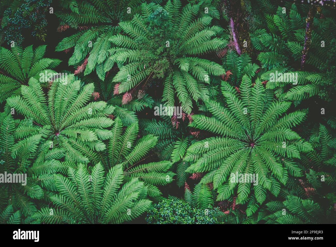 Lush green ferns in a rainforest - top down view Stock Photo