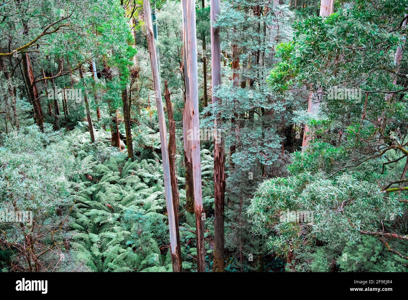 Tall eucalyptus trees rising high above ferns in Australian temperate