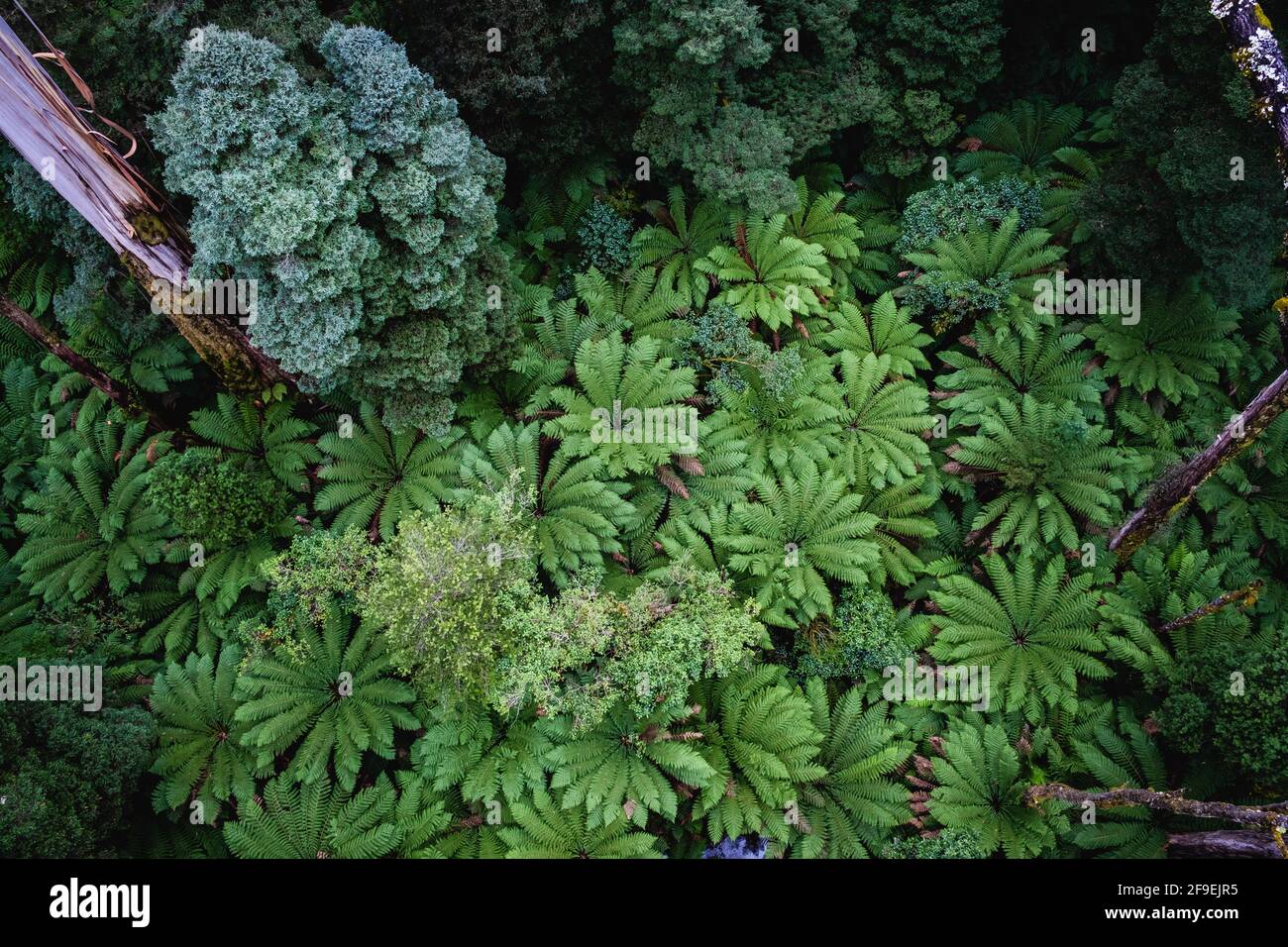 Looking down at lush green ferns in beautiful rainforest in Australia Stock Photo