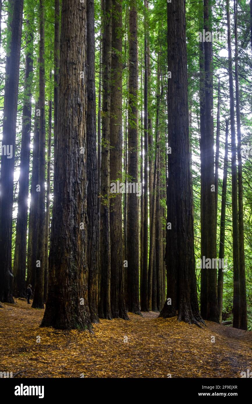 Trees Otway Ranges Otway ranges hi-res stock photography and images - Alamy