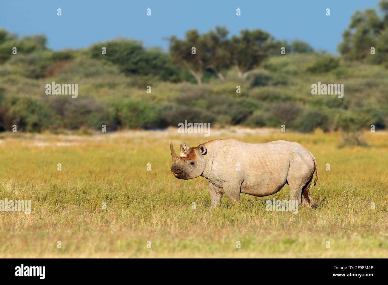 An endangered black rhinoceros (Diceros bicornis) in natural habitat, South Africa Stock Photo