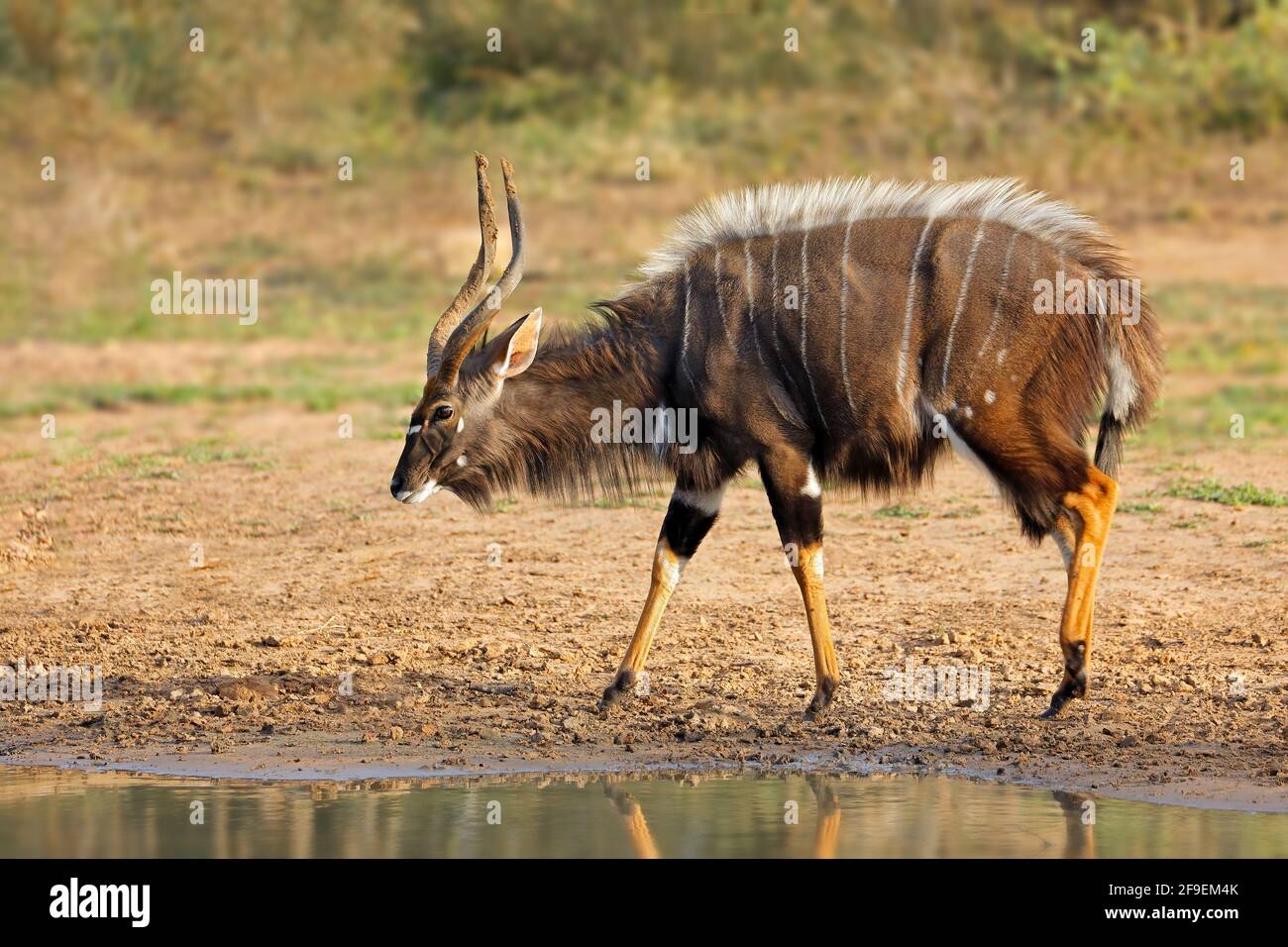 Male nyala antelope (Tragelaphus angasii), Mkuze game reserve, South Africa Stock Photo