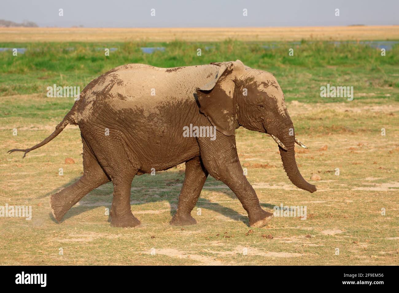 Running African elephant (Loxodonta africana), Amboseli National Park, Kenya Stock Photo