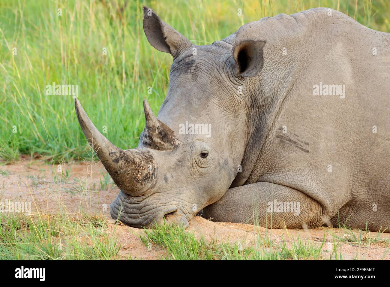 носорогу в жопе голова фото 104