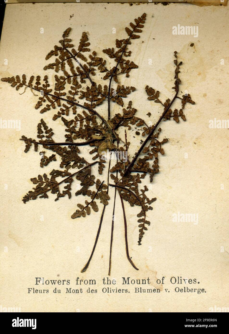 Vintage pressed flowers 1900s hi-res stock photography and images - Alamy