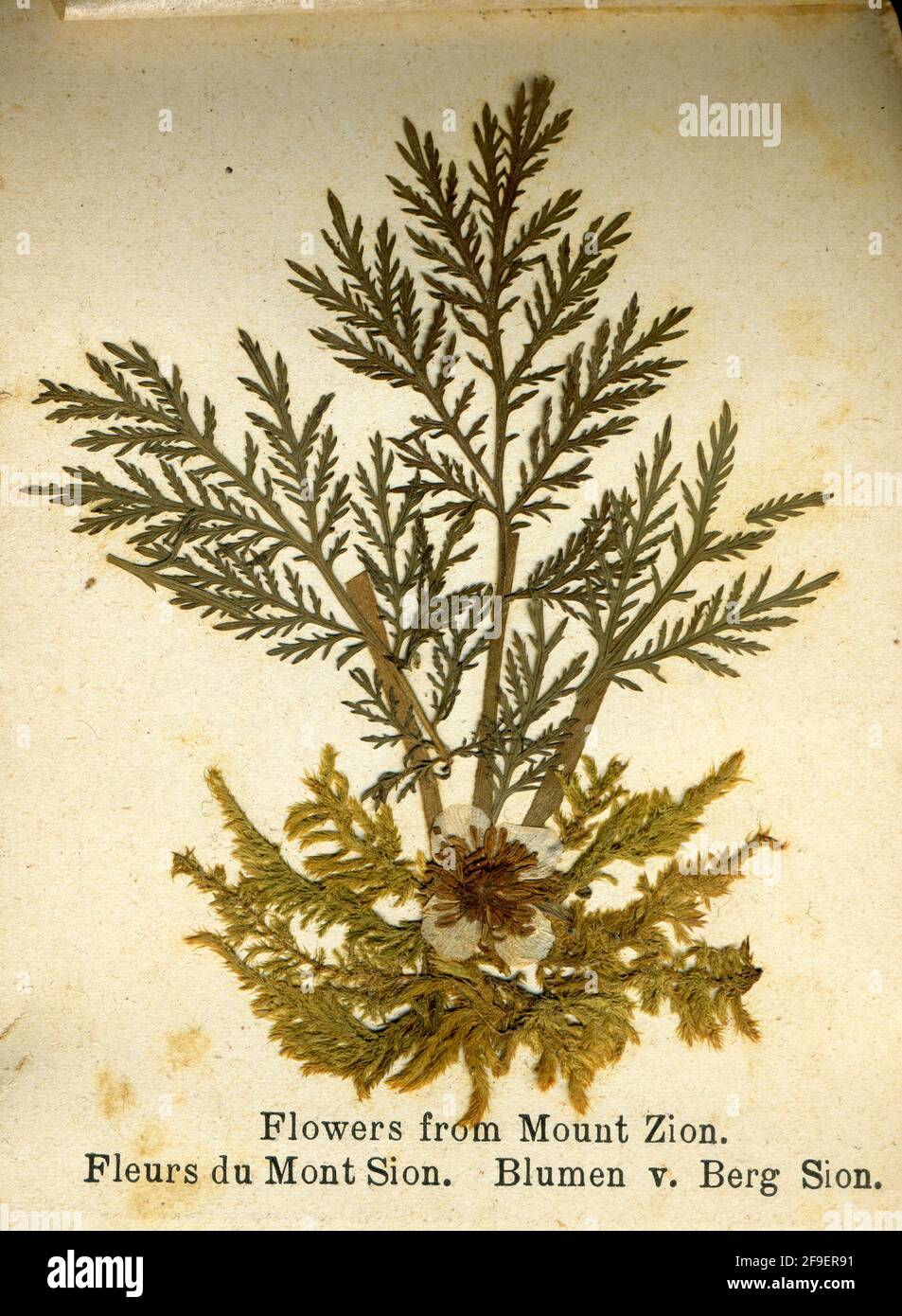 Vintage pressed flowers 1900s hi-res stock photography and images - Alamy