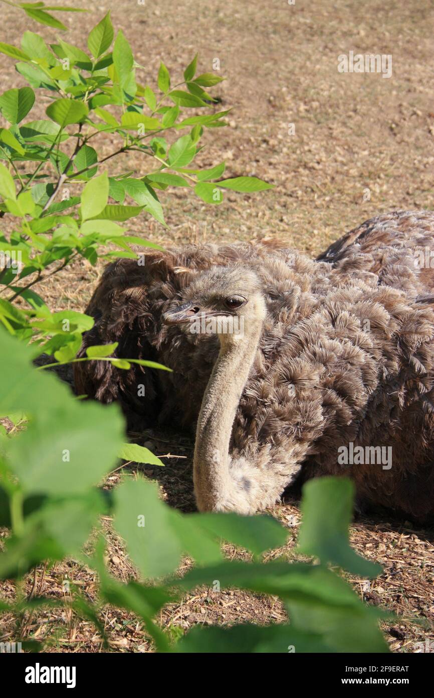An ostrich lies on the ground behind the green branches of a tree. High quality photo Stock Photo