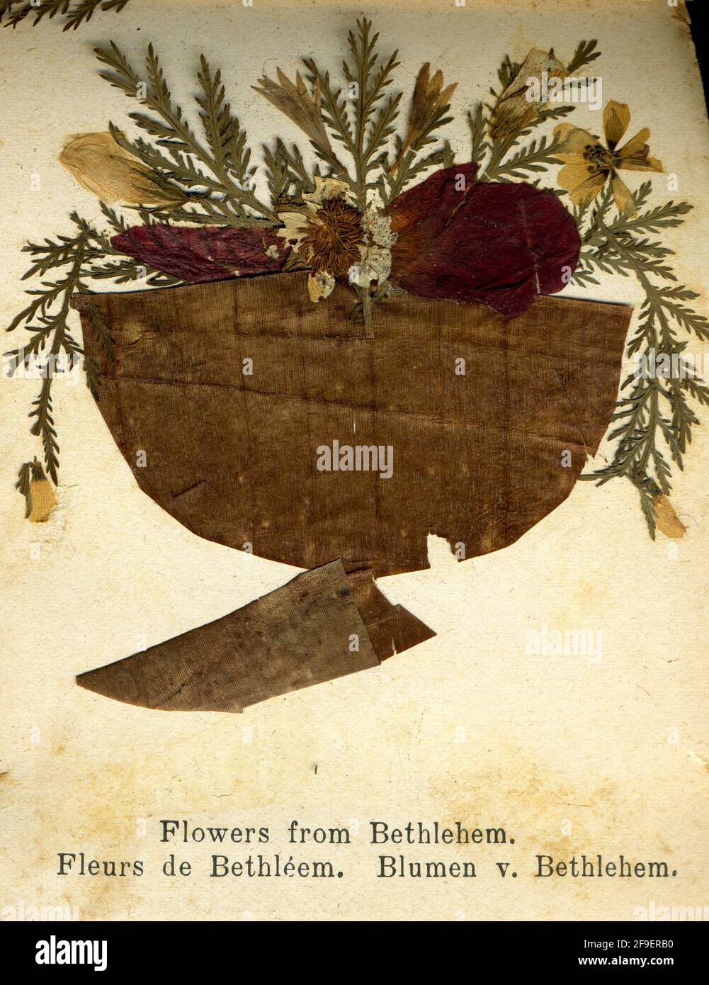 Vintage pressed flowers 1900s hi-res stock photography and images - Alamy