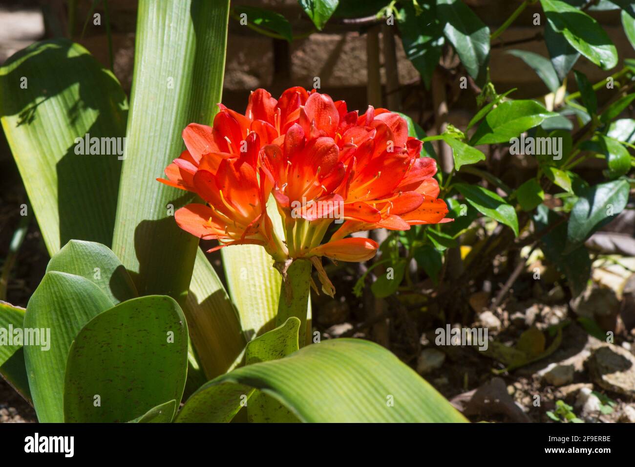 Bush Lily, Clivia miniata flowering in a garden. Stock Photo