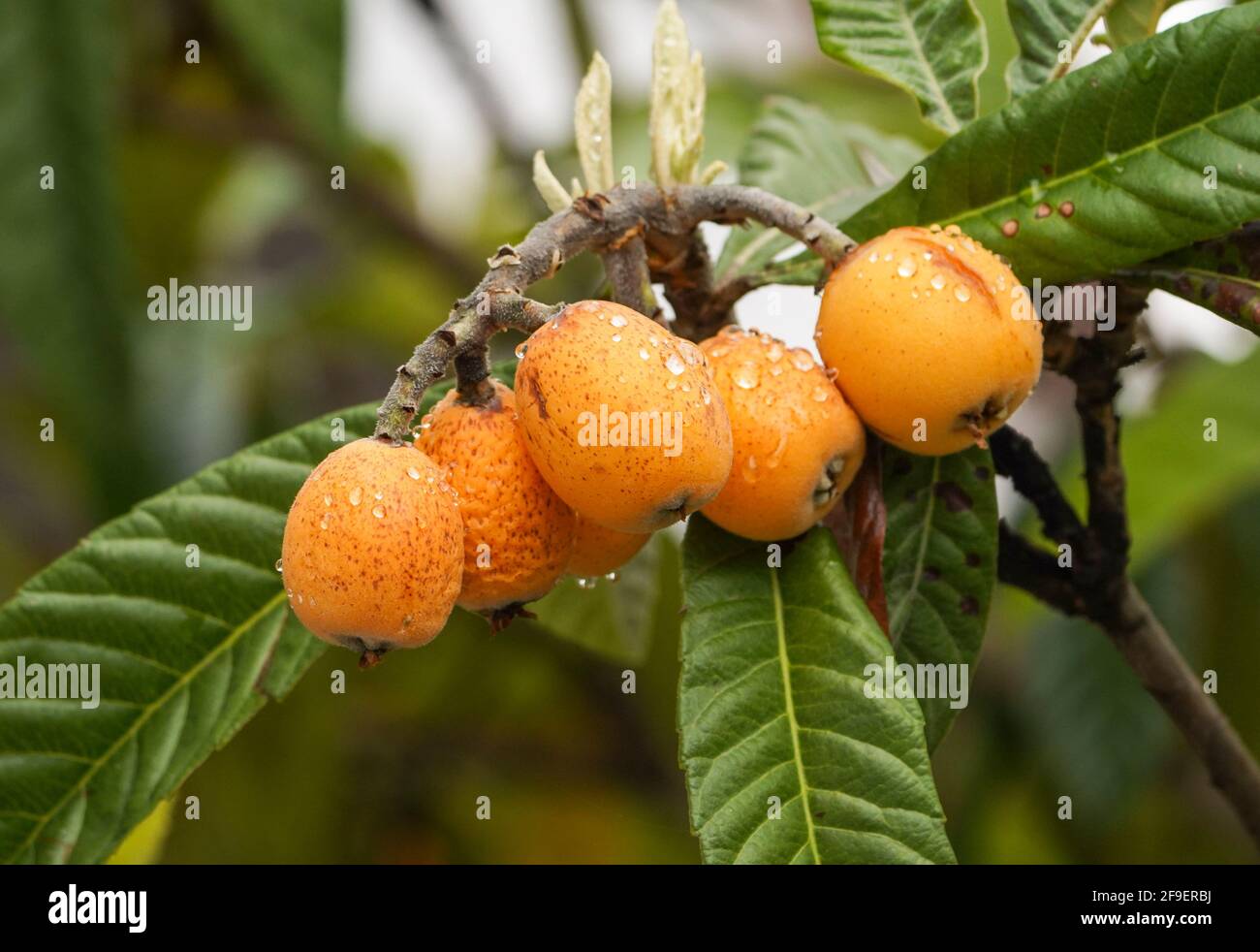 Fruit of Medlar or Nispero tree, loquat on tree, Spain. Stock Photo
