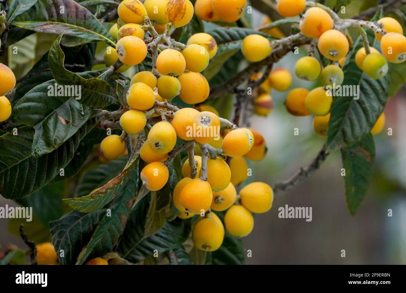 Fruit of Medlar or Nispero tree, loquat on tree, Spain. Stock Photo