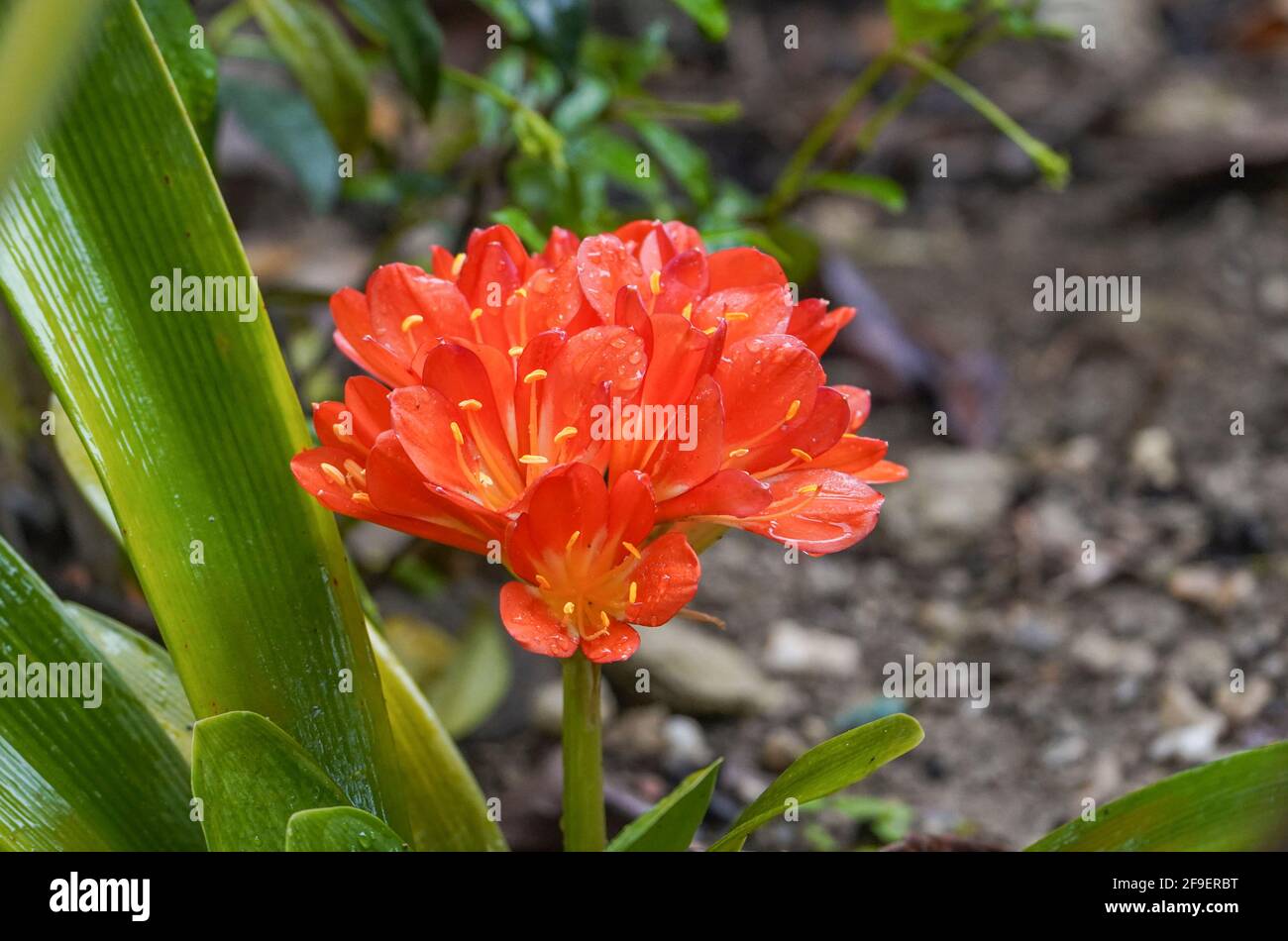 Bush Lily, Clivia miniata flowering in a garden. Stock Photo