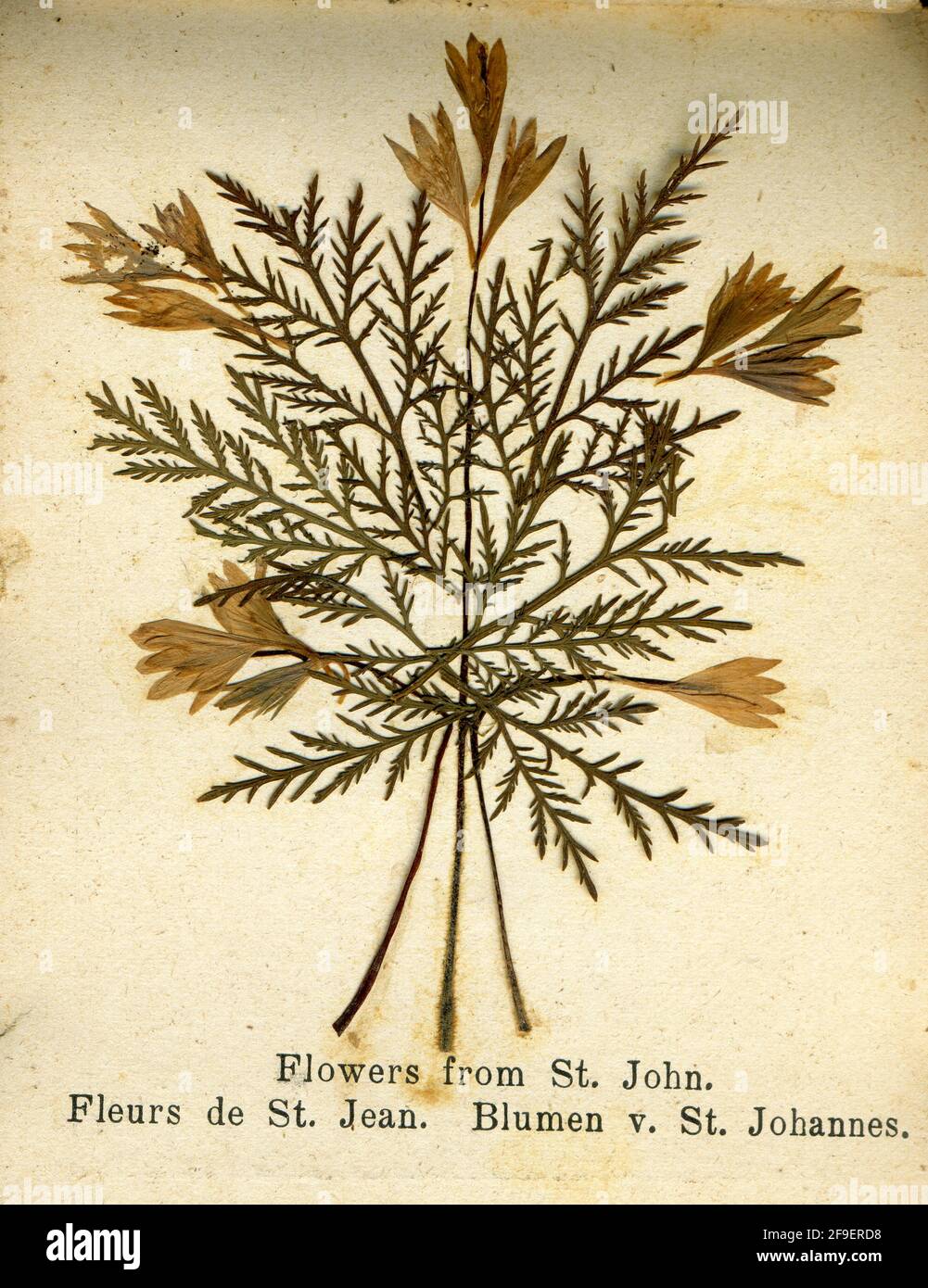 Vintage pressed flowers 1900s hi-res stock photography and images - Alamy