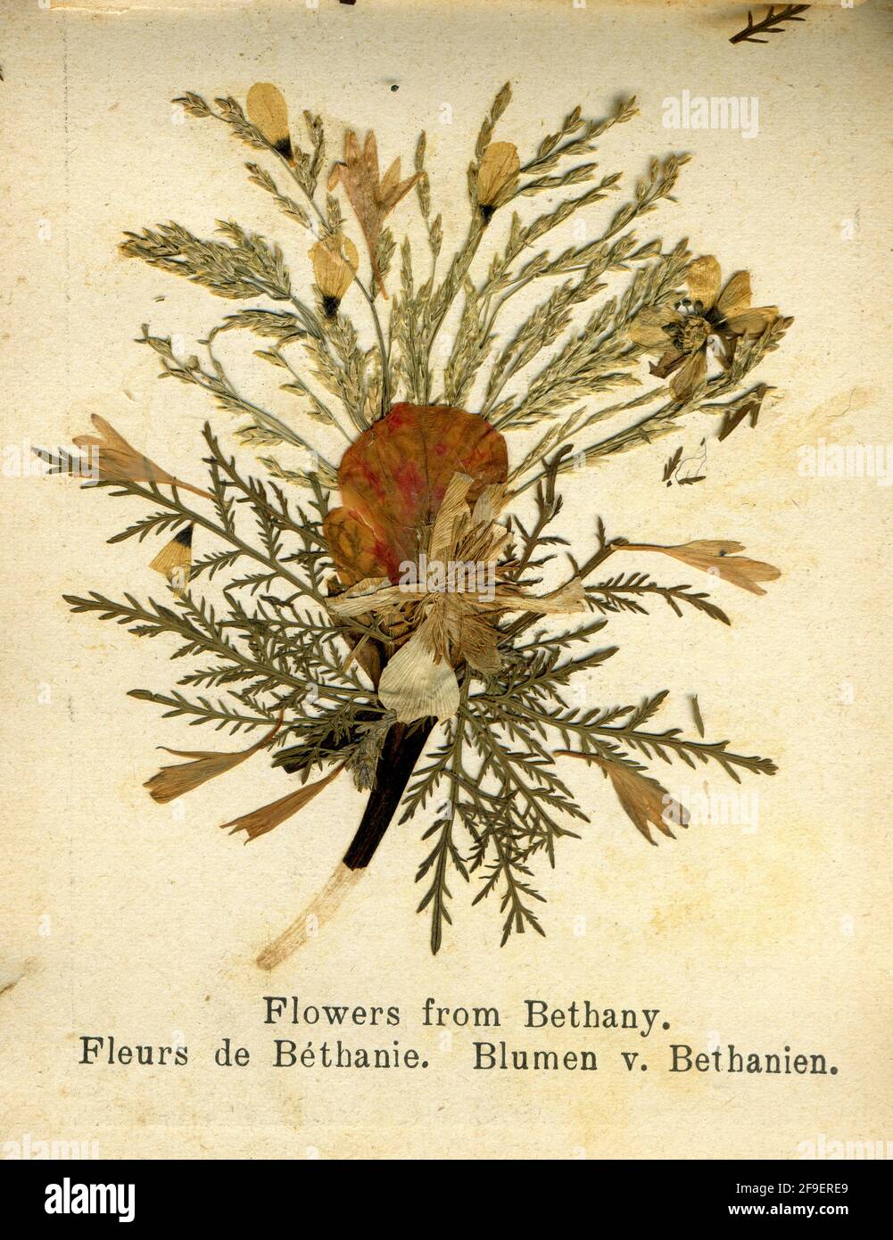 Vintage pressed flowers 1900s hi-res stock photography and images - Alamy