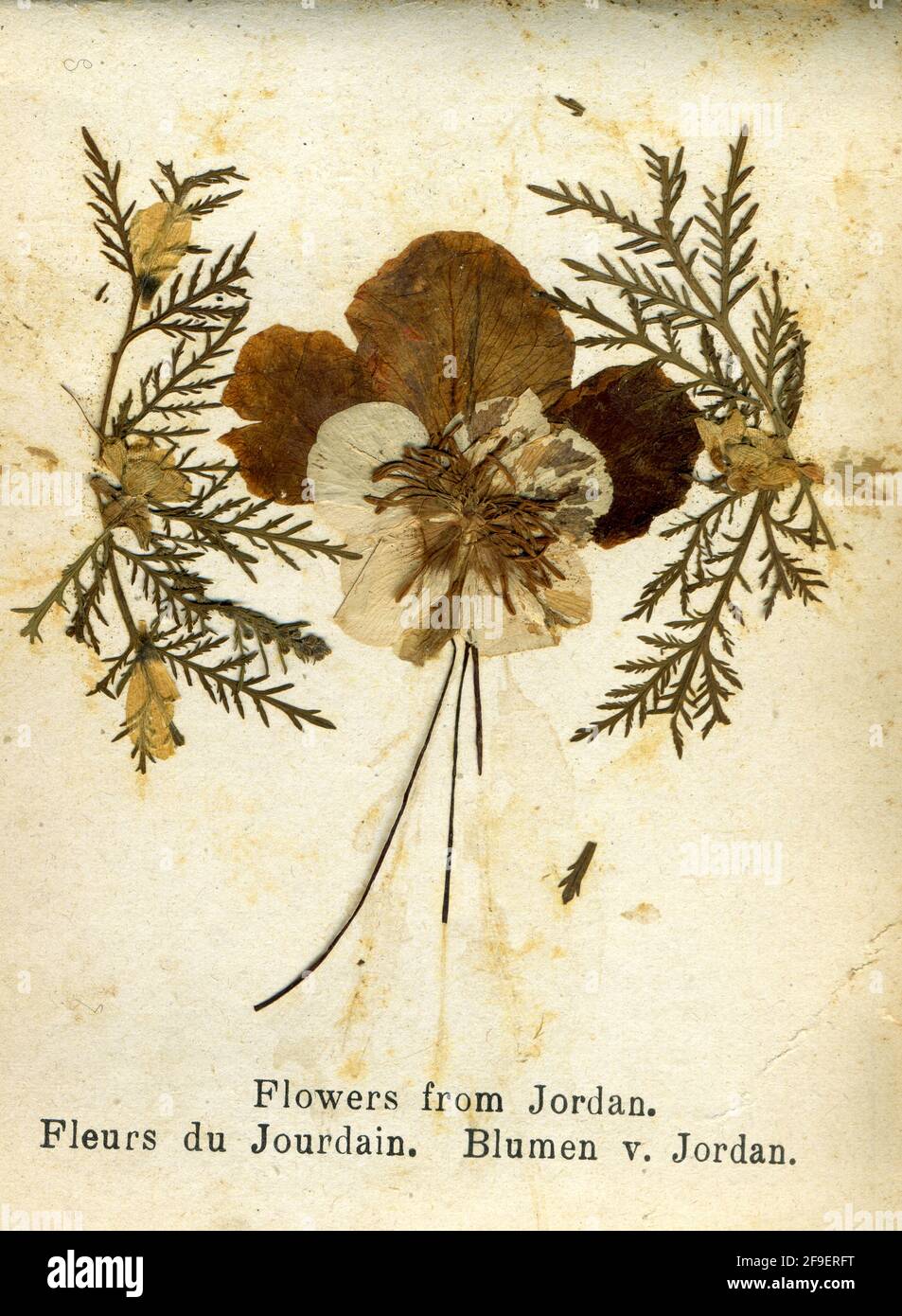 Vintage pressed flowers 1900s hi-res stock photography and images - Alamy