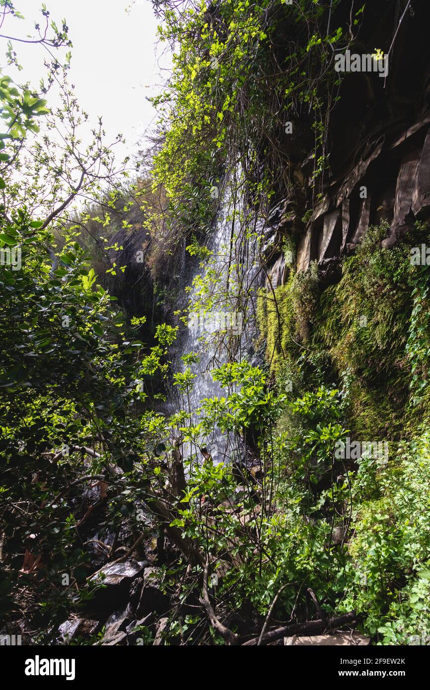 A high waterfall inside tall plants in Nahal Eit, in the artists' village of Aniam Stock Photo