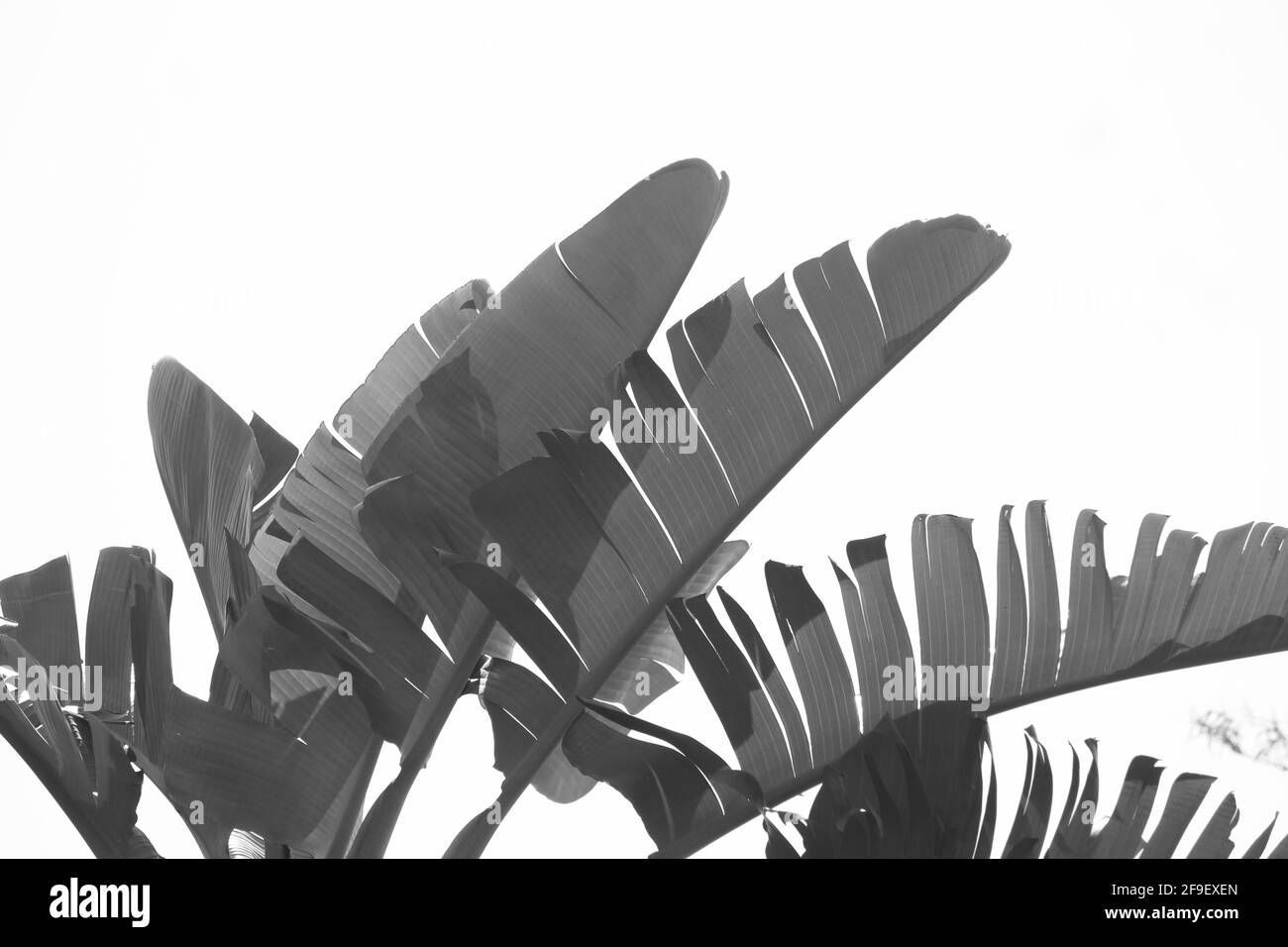 Black and white sunlit leaves of strelitzia nicolai Stock Photo - Alamy