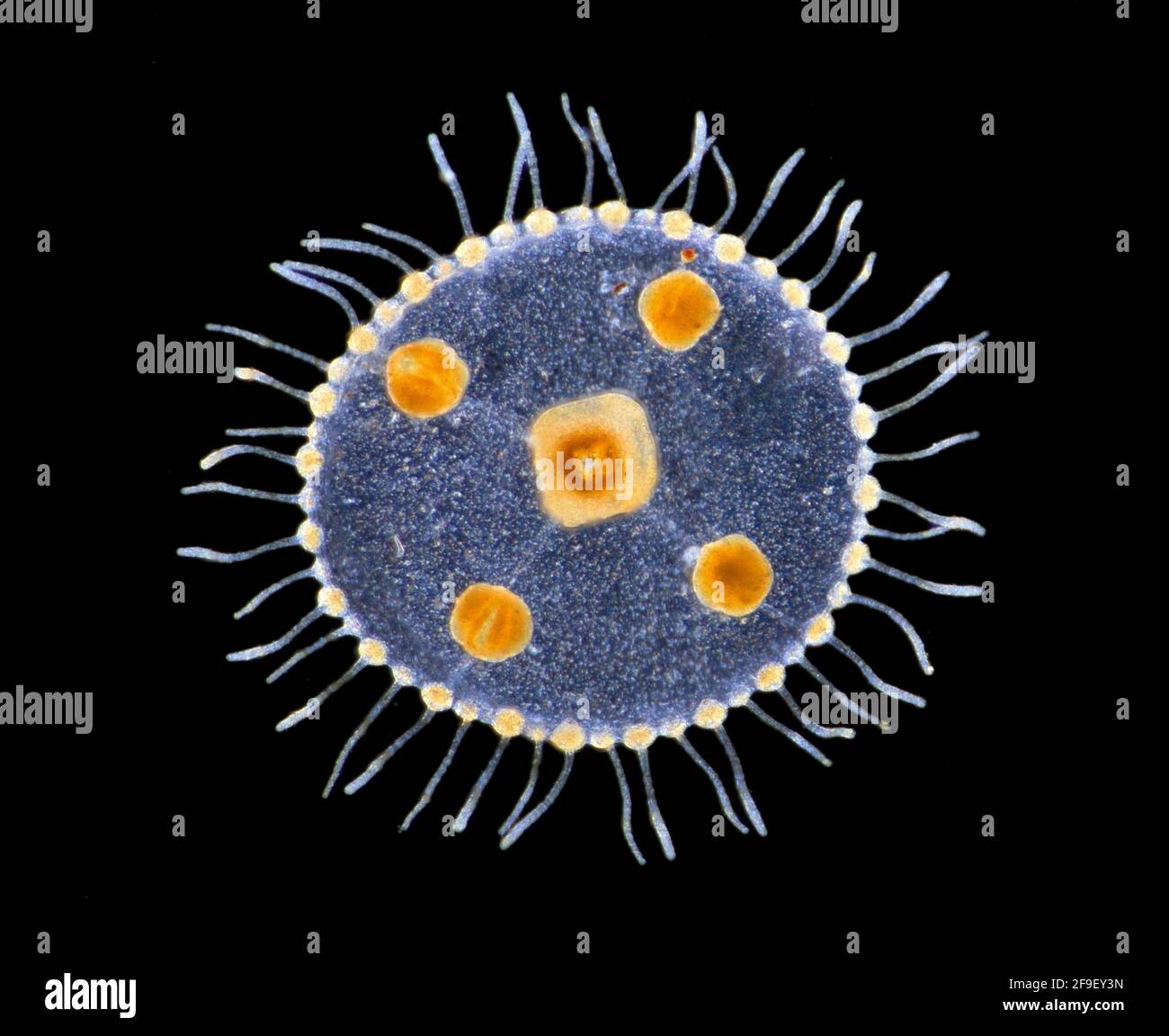 Obelia geniculata hi-res stock photography and images - Alamy