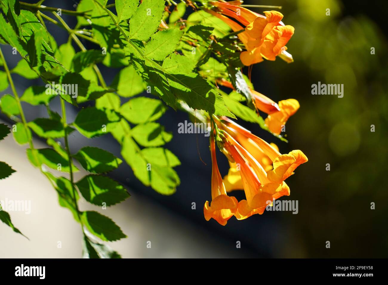 Pyrostegia venusta, also commonly known as flamevine or orange trumpetvine, is a plant species of the genus Pyrostegia of the family Bignoniaceae orig Stock Photo