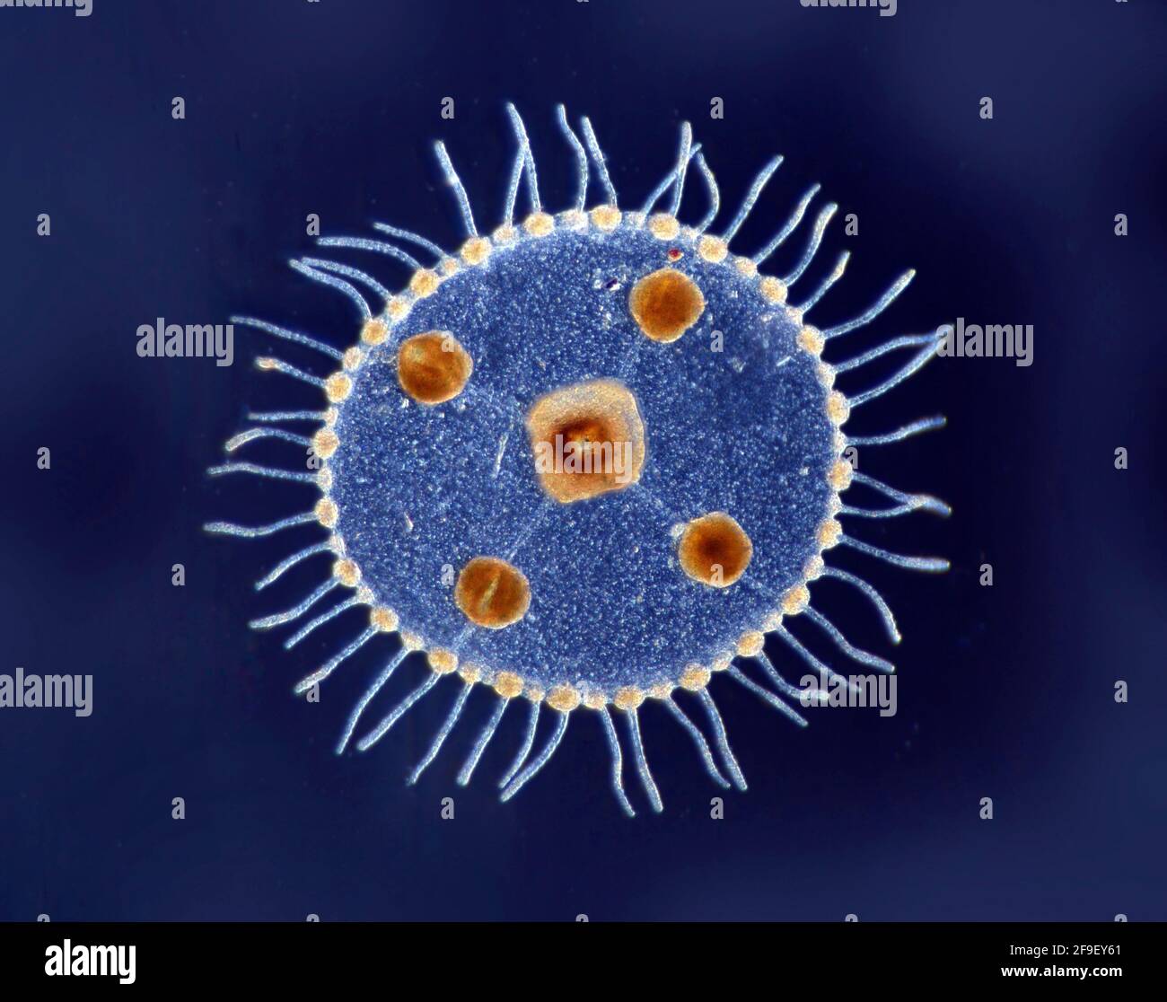 Obelia medusa hi-res stock photography and images - Alamy