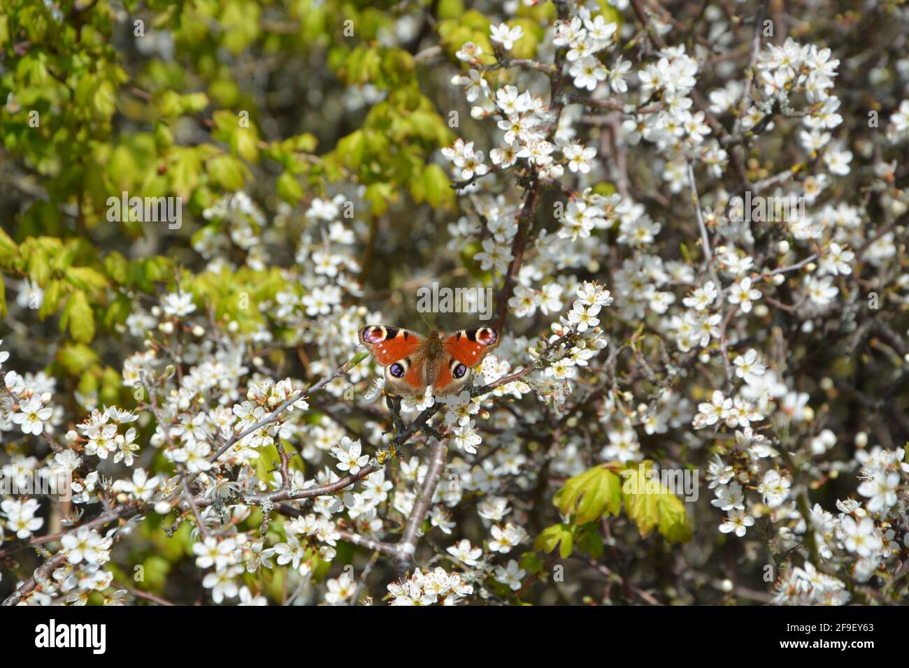 Peacock Butterfly on blossom, Butterfly on flower, Butterfly on Flowers, DSLR Stock Photo