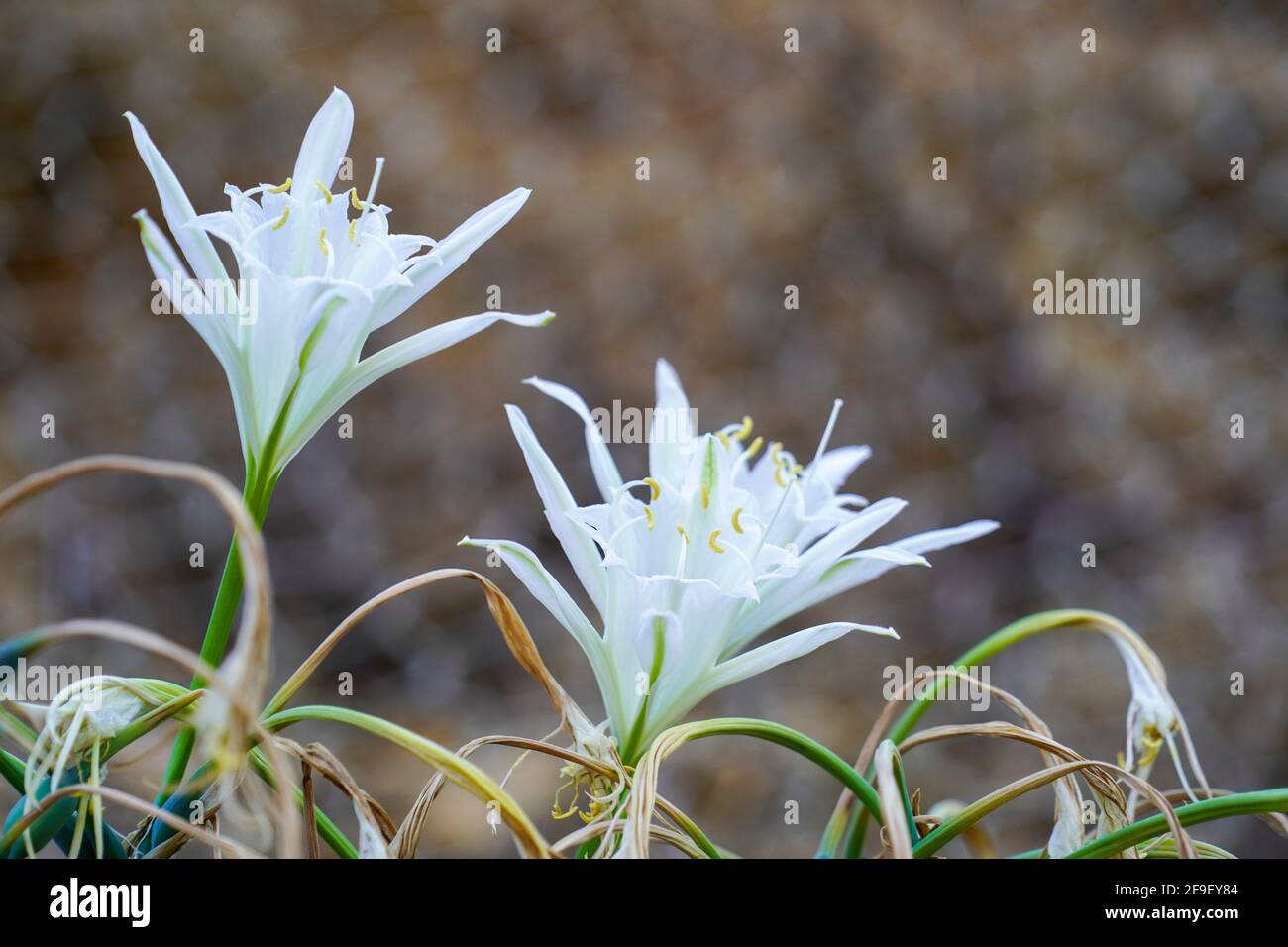 sea daffodil, sea pancratium lily (pancratium maritimum) on the