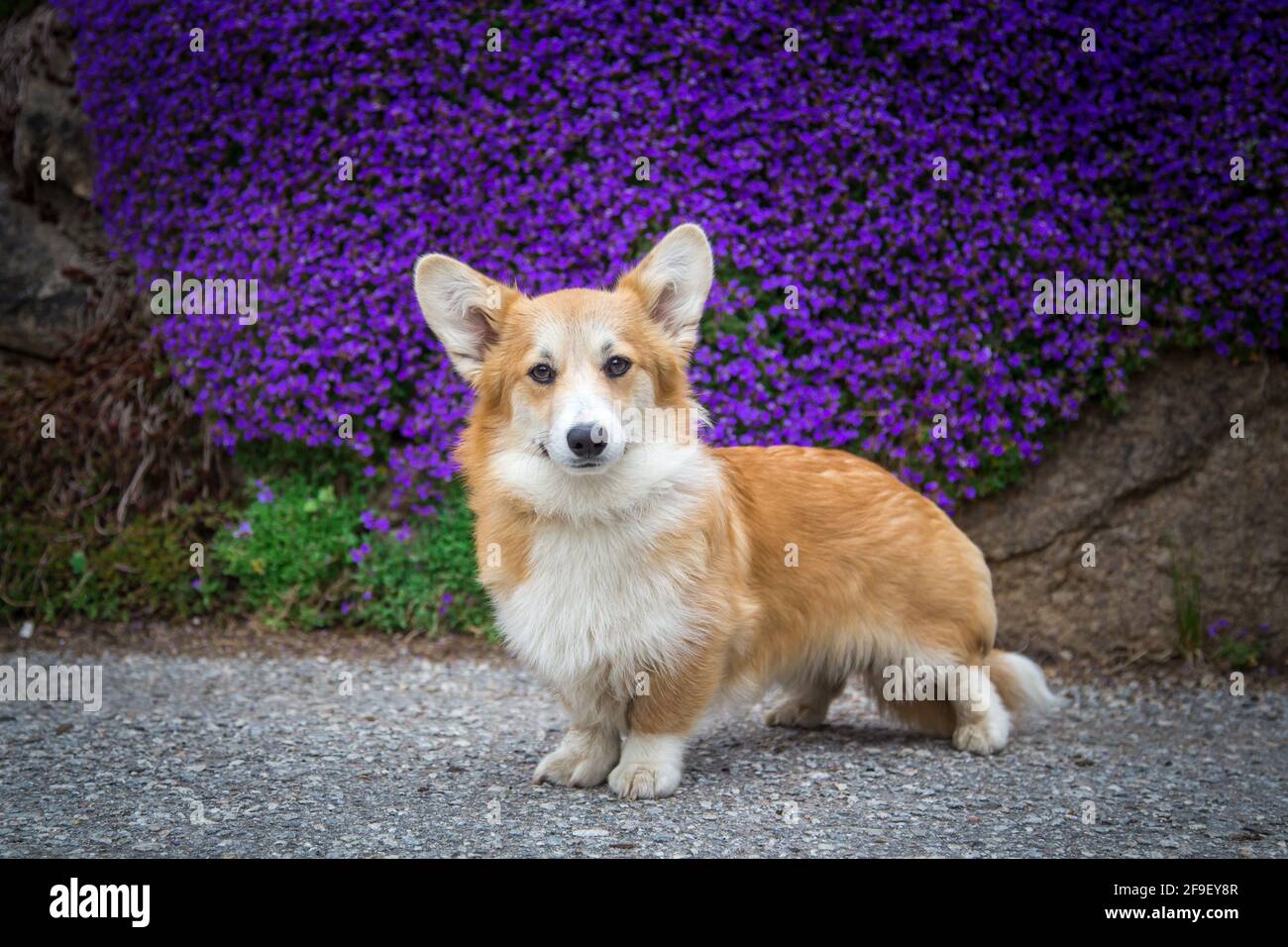 Welsh Corgi Pembroke female dog standing in front of purple flowers Stock Photo