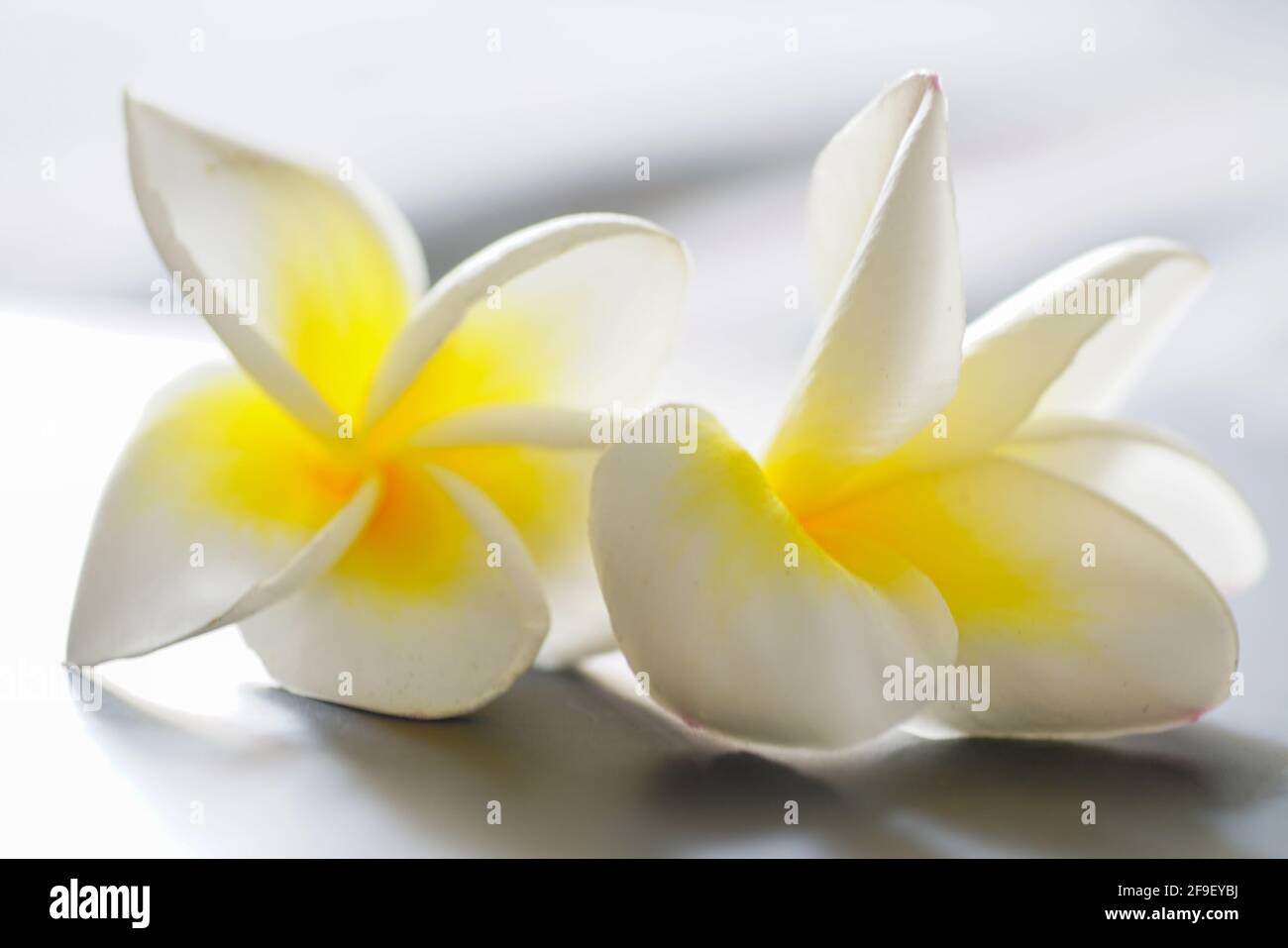Plumeria is a genus of flowering plants in the family Apocynaceae. Most species are deciduous shrubs or small trees. The species variously are endemic Stock Photo