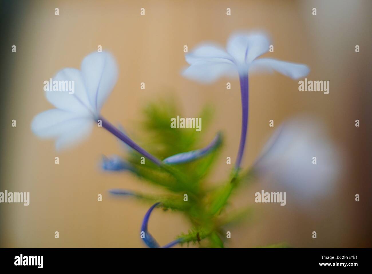 Close up of a flowering Phlox divaricata, the wild blue phlox, woodland phlox, or wild sweet william, is a species of flowering plant in the family Po Stock Photo