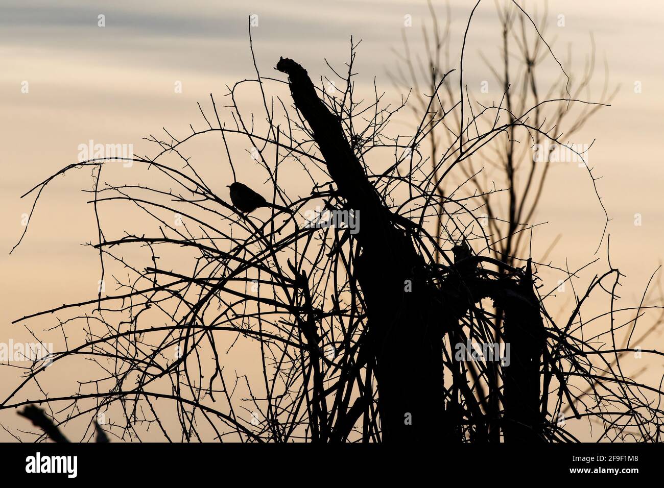 Songbird silhouette in tangled woody area Stock Photo