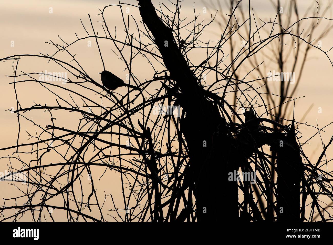 Songbird silhouette in tangled woody area Stock Photo