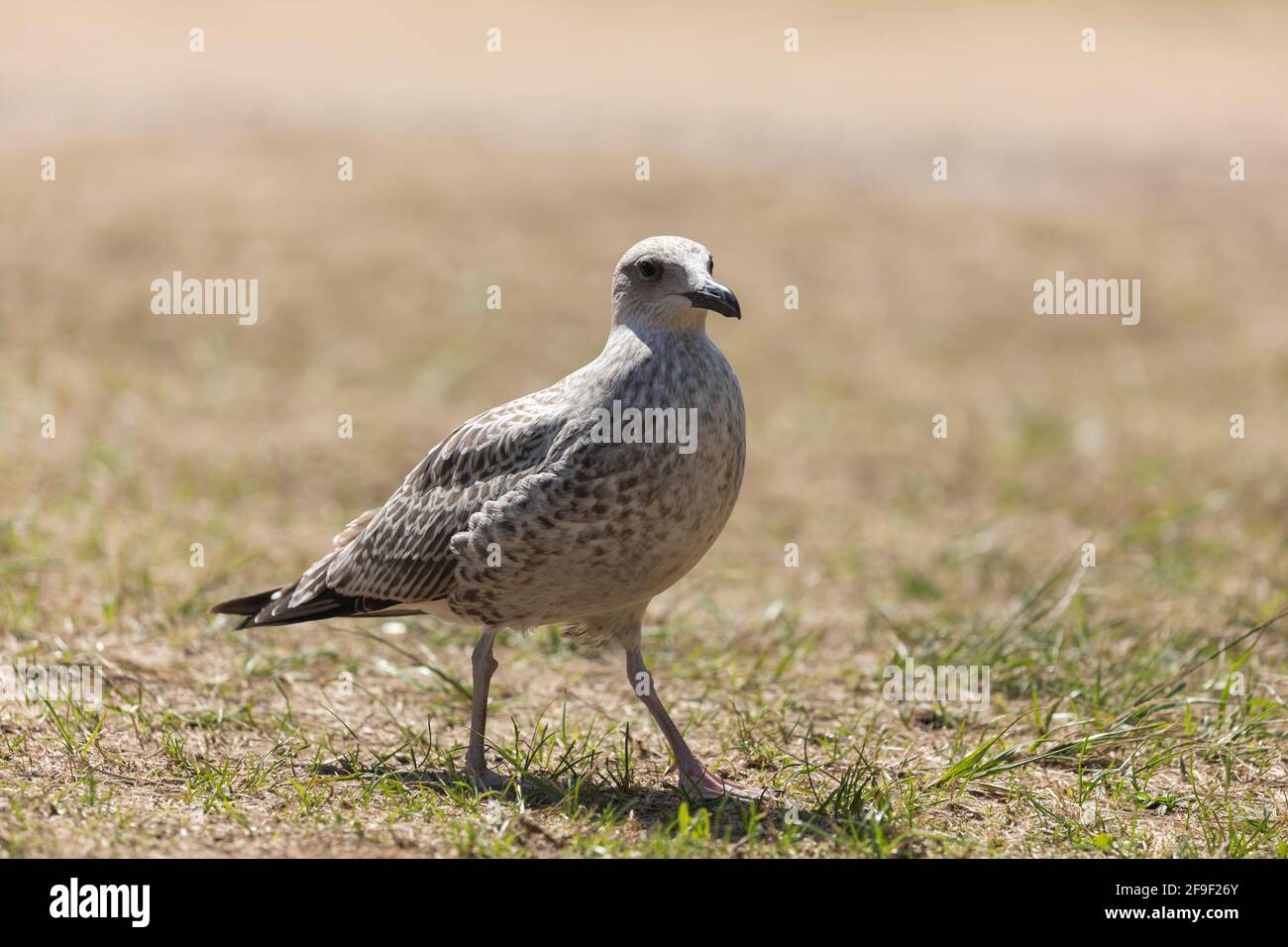 A specimen of young sea gull, of the species Larus michahellis, browsing and looking for food, next to the beach of San Pedro de la Ribera, in Asturia Stock Photo