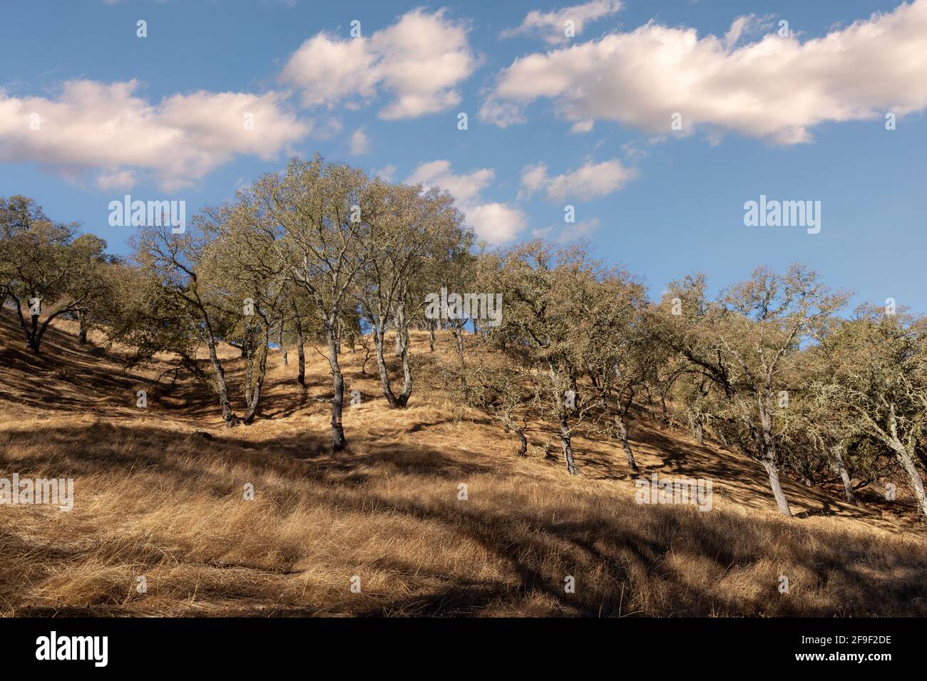 Parched countryside in California USA. The roll of the hill and the formation of the trees appear to be a living wave. Patchwork of shadow and light. Stock Photo