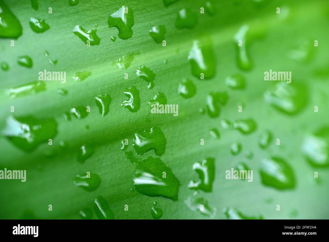 macro of water drop on leaf with space for text. HD Image and Large Resolution. can be used as wallpaper Stock Photo