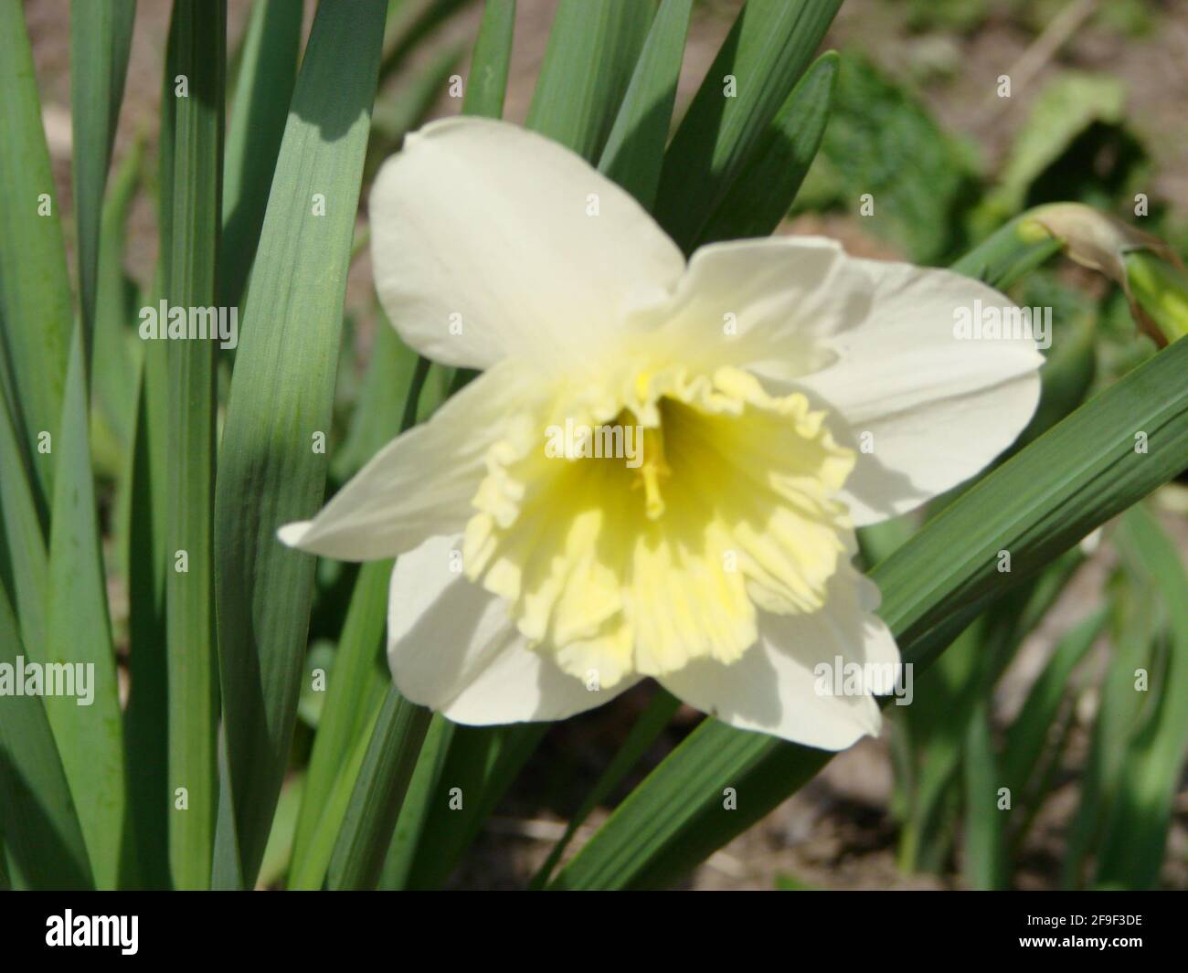 Narcissus flowers flower bed with drift yellow. White double daffodil flowers narcissi daffodils. Narcissus flower also known as daffodil, daffadowndi Stock Photo