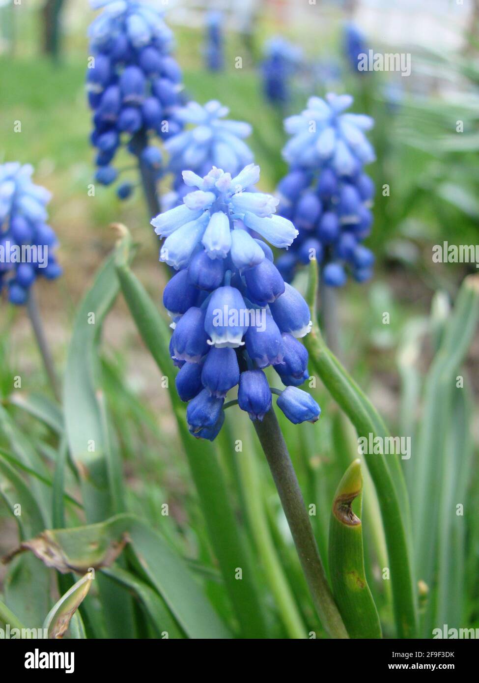 Blue Muscari, sort Ocean Magic, Armeniacum Viola. Many muscari blue flowers in green. Spring muscari hyacinth flowers. Beautiful Blue spring holiday n Stock Photo